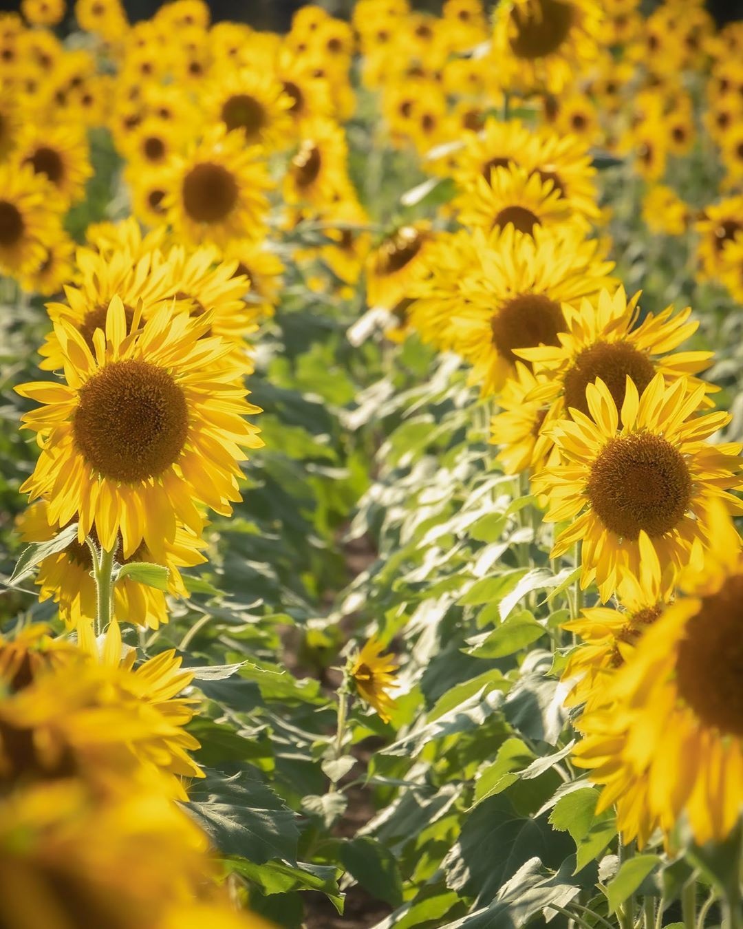 Công viên Hitachi của Nhật Bản ảnh 7 Cong vien Hitachi cua Nhat Ban anh 7