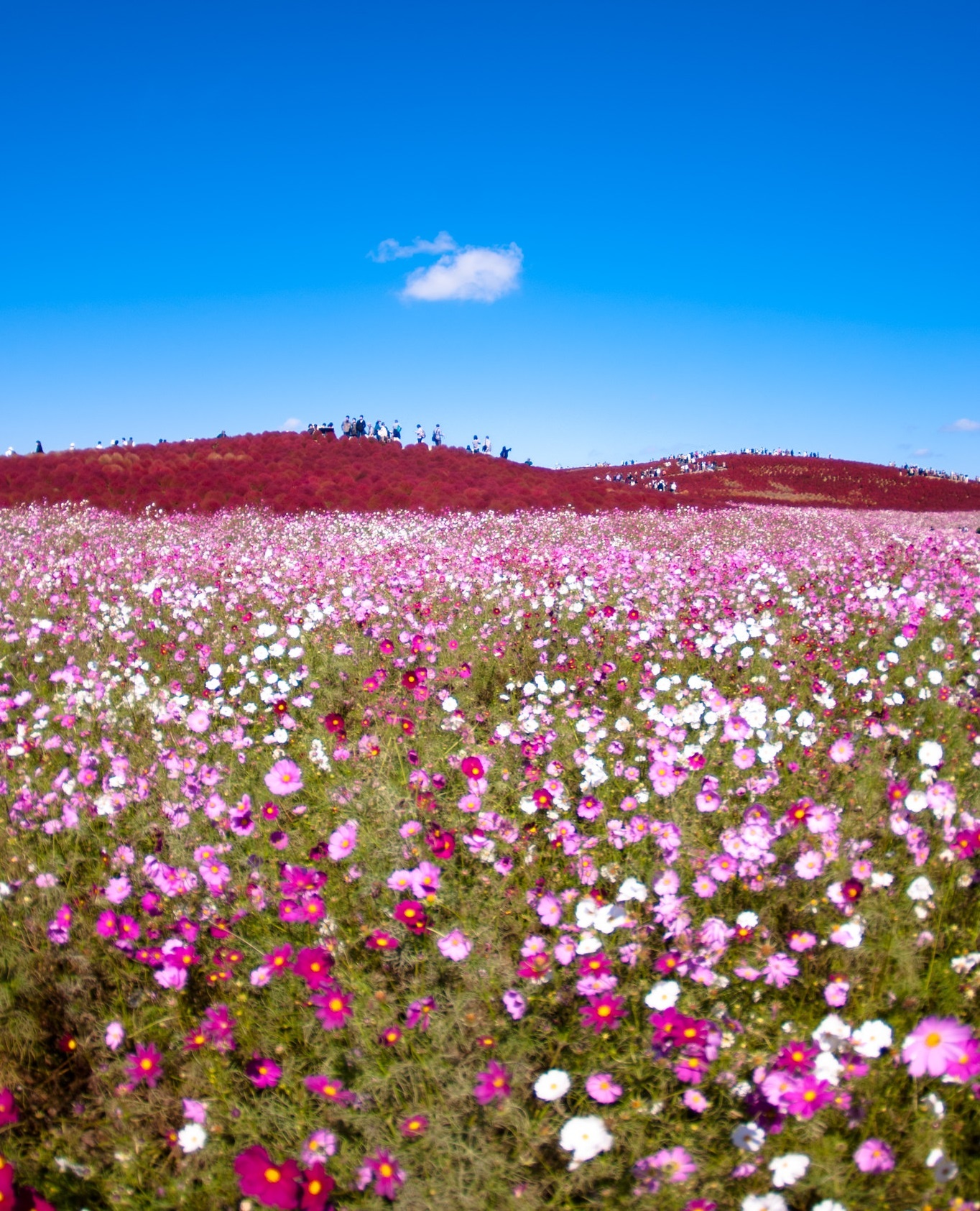 Công viên Hitachi của Nhật Bản ảnh 10 Cong vien Hitachi cua Nhat Ban anh 10