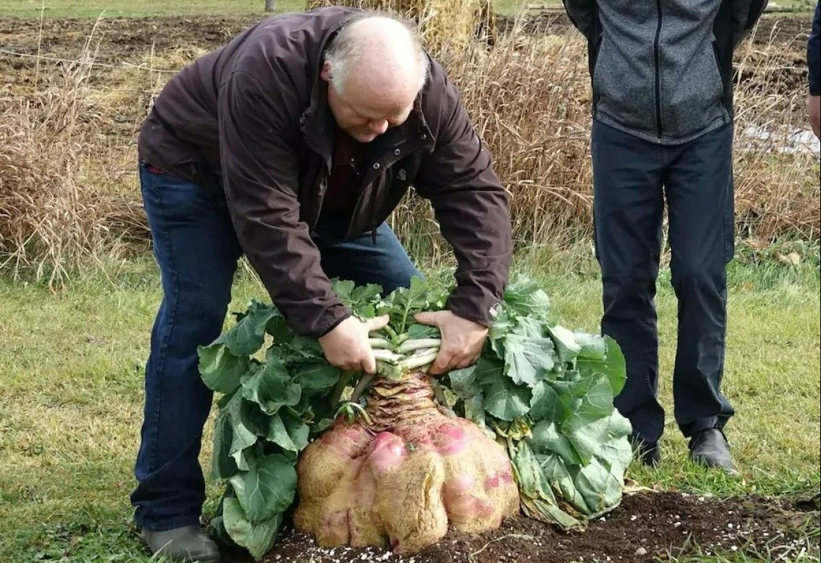 Cu cai 29 kg giu ky luc nang nhat the gioi hinh anh