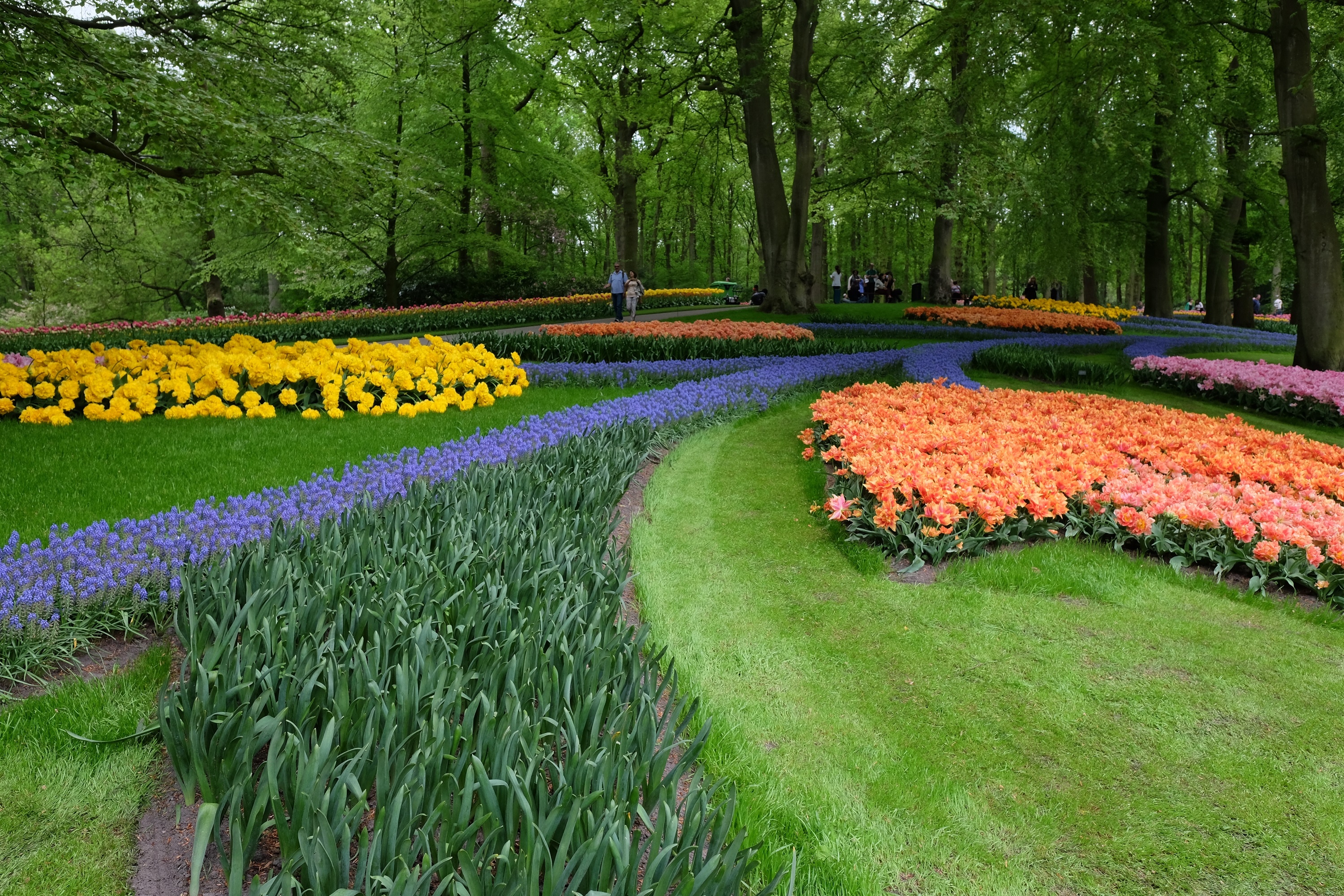 Cong vien Keukenhof o Ha Lan anh 11