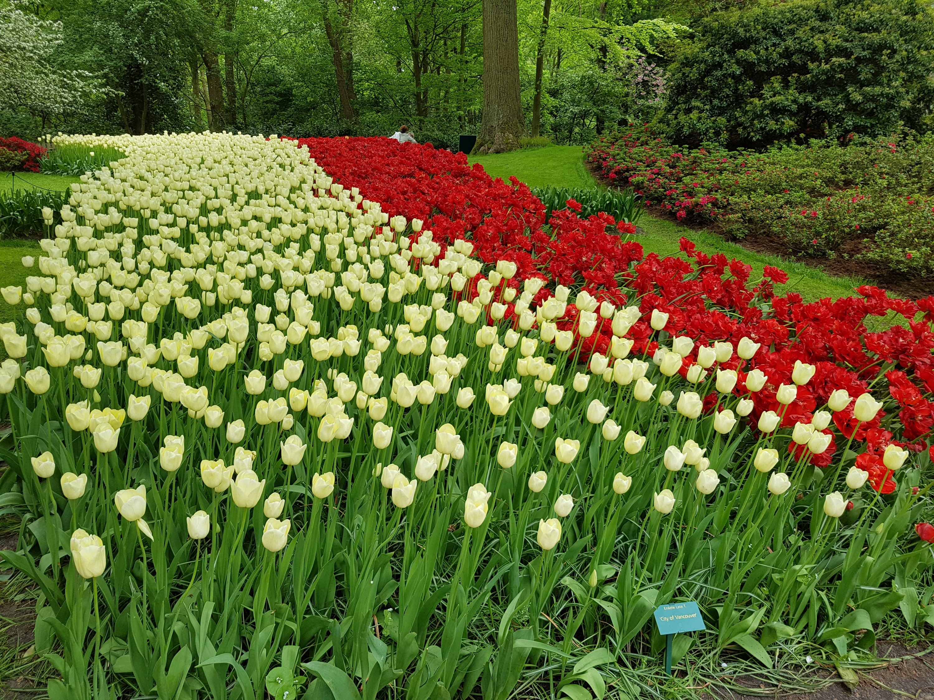 Cong vien Keukenhof o Ha Lan anh 4