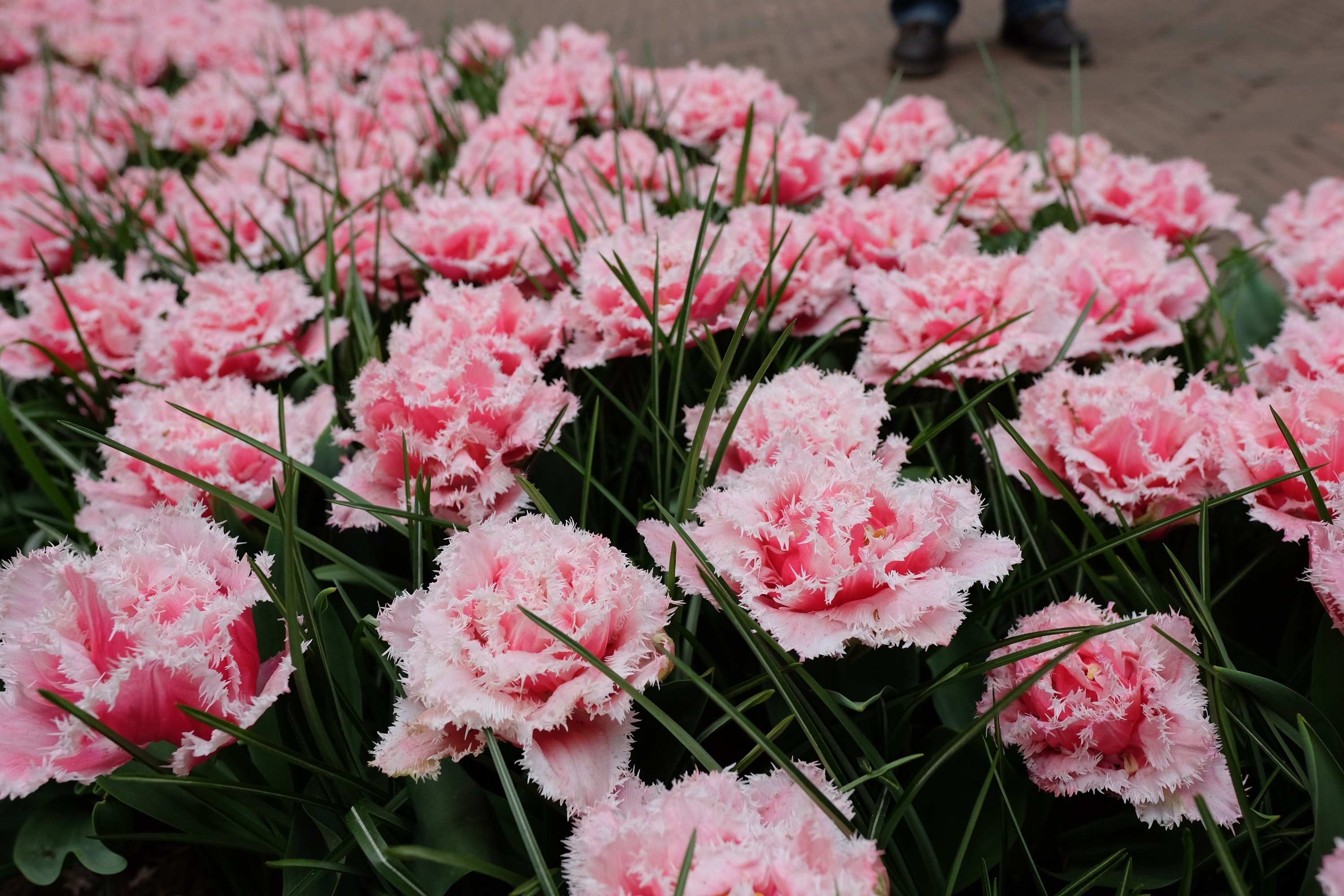 Cong vien Keukenhof o Ha Lan anh 3