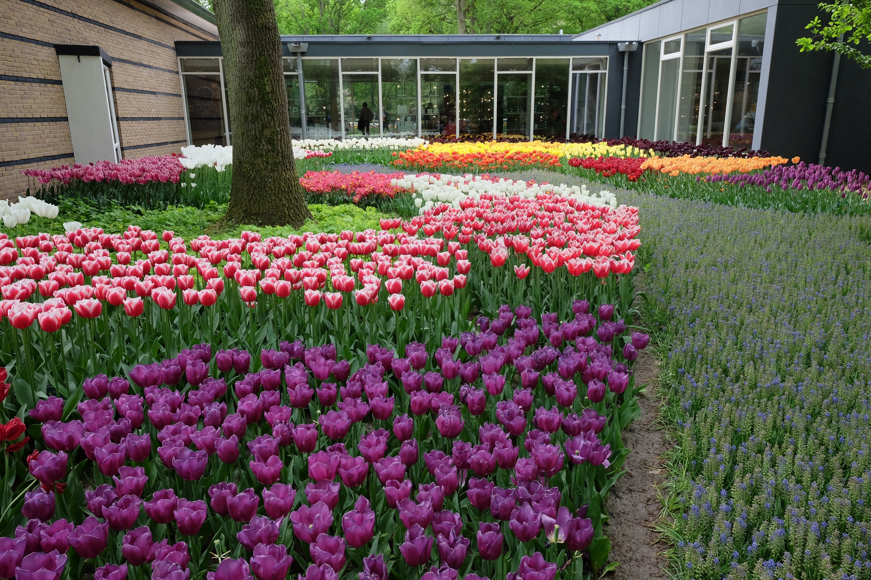 Cong vien Keukenhof o Ha Lan anh 5