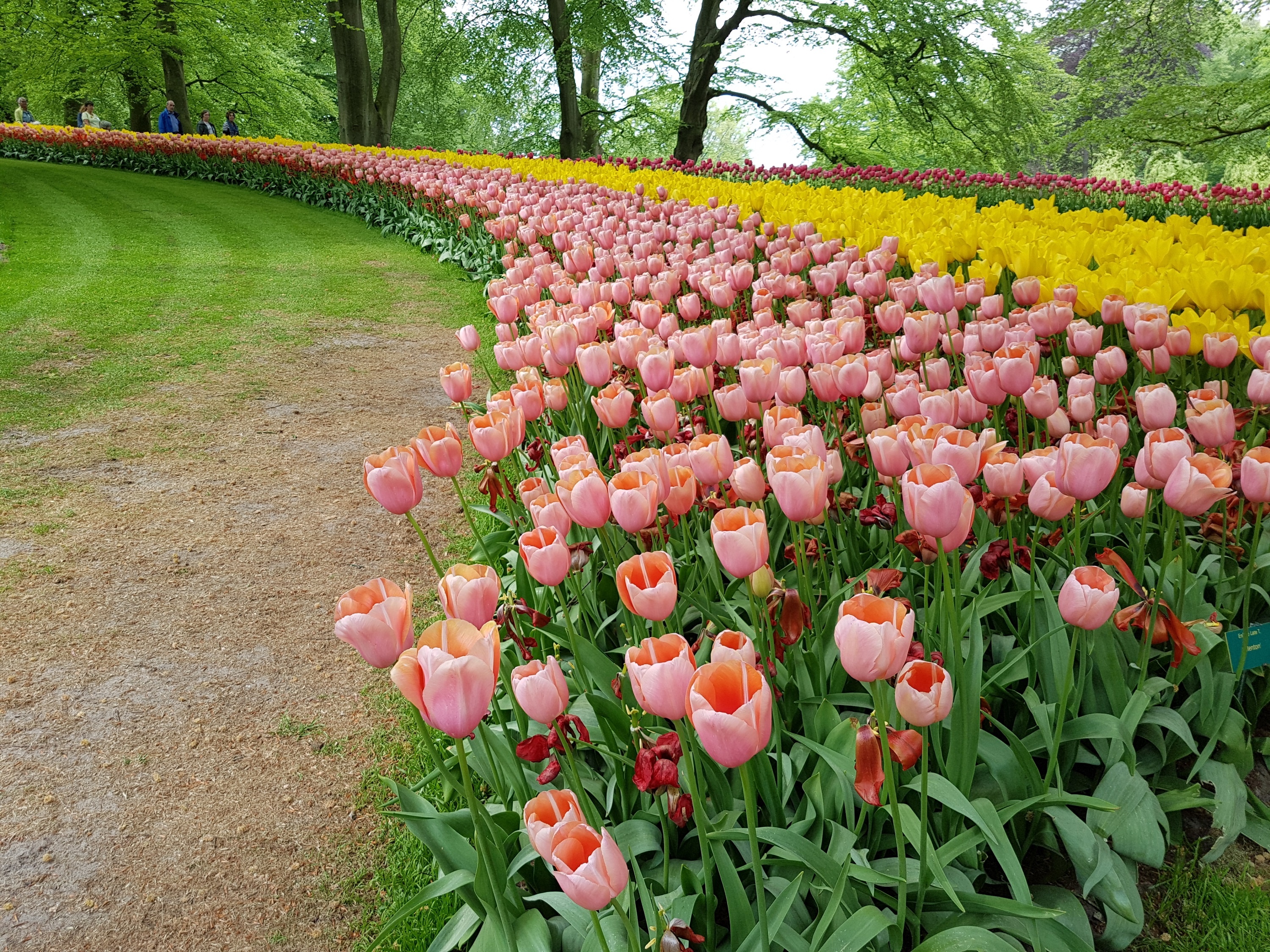 Cong vien Keukenhof o Ha Lan anh 2