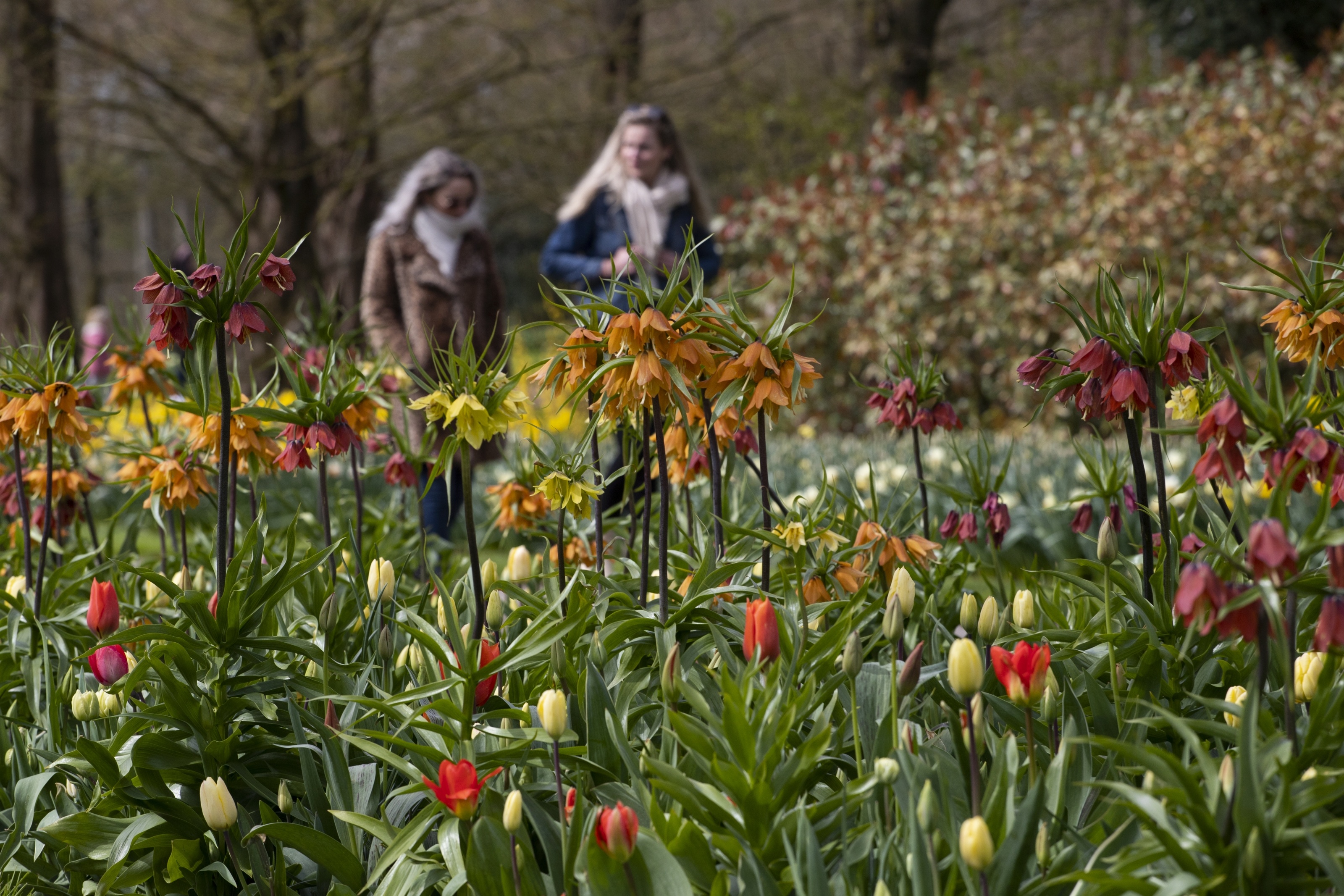 Cong vien Keukenhof o Ha Lan anh 10