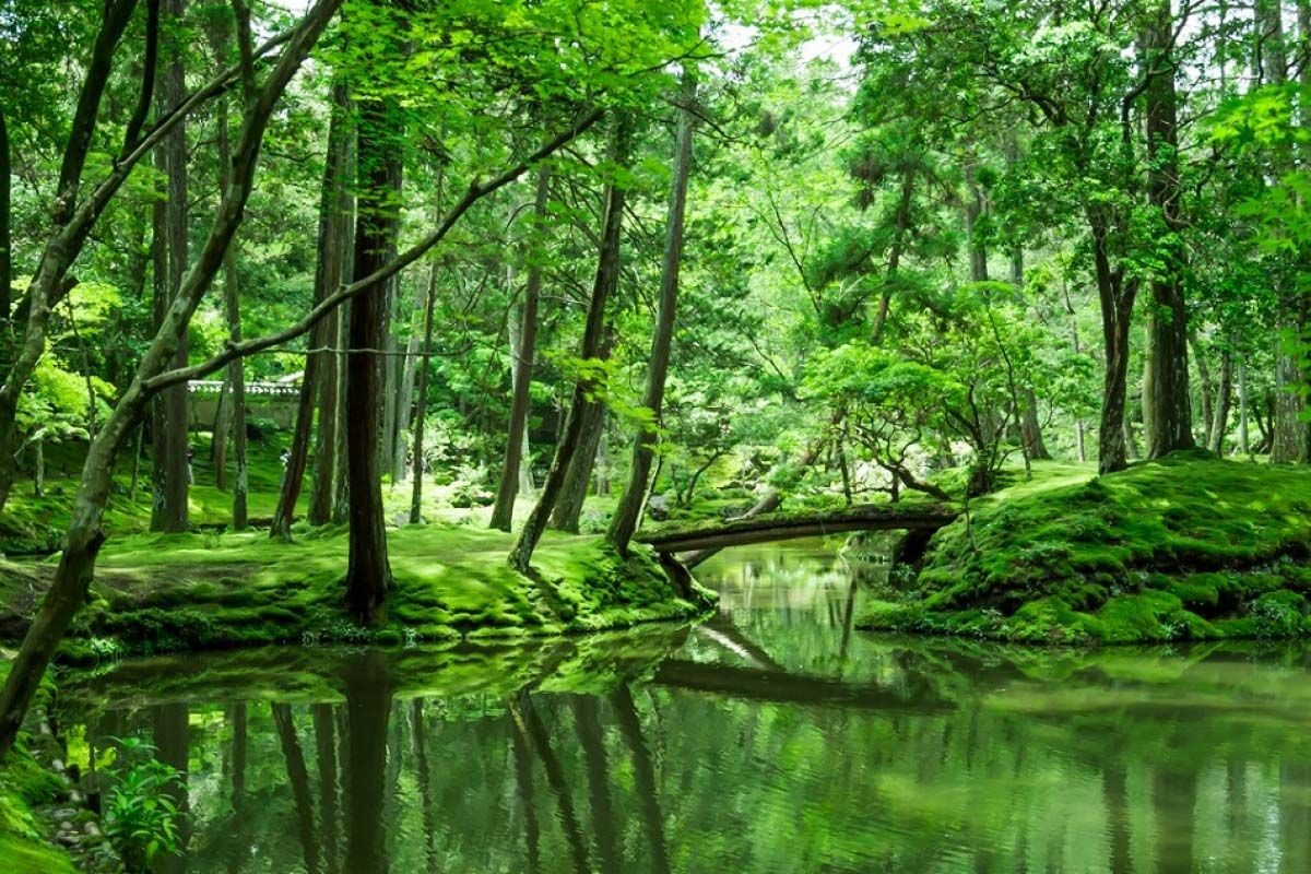 Ngoi den reu noi tieng o Nhat Ban hinh anh