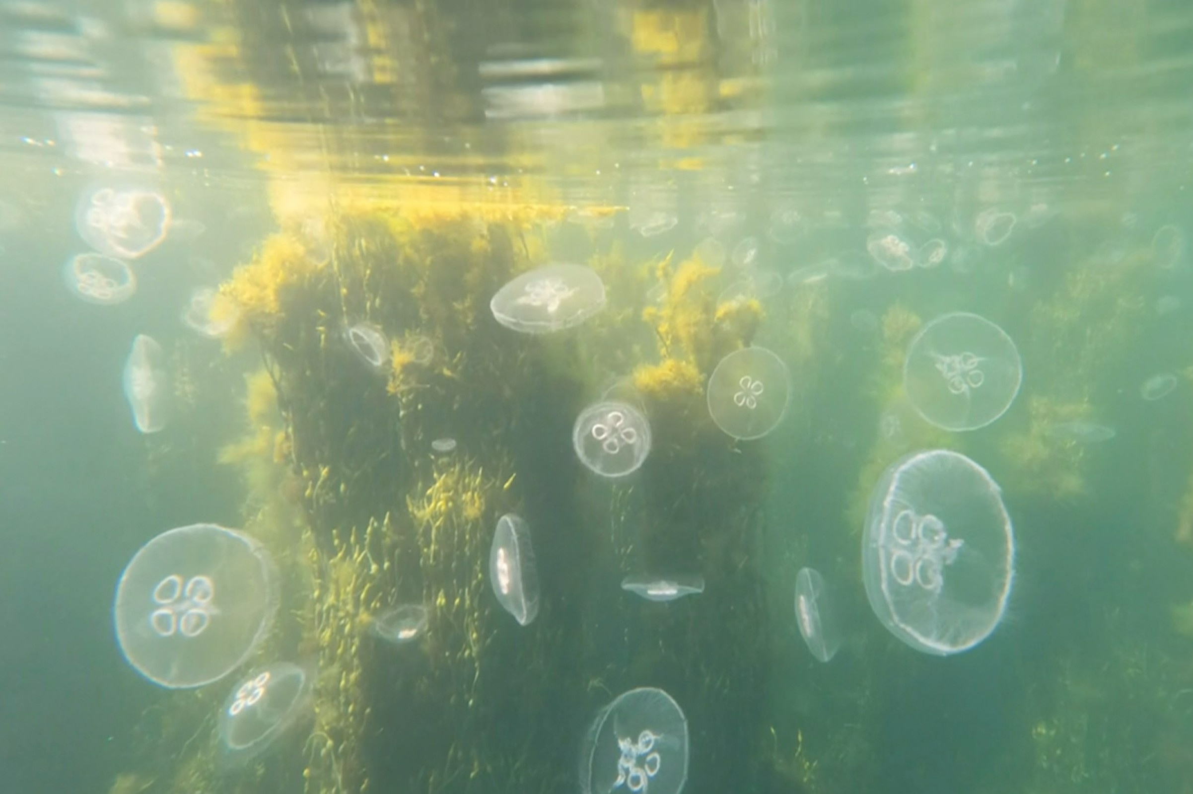 Nguoi dan ong cheo thuyen kayak voi sua Mat Trang hinh anh