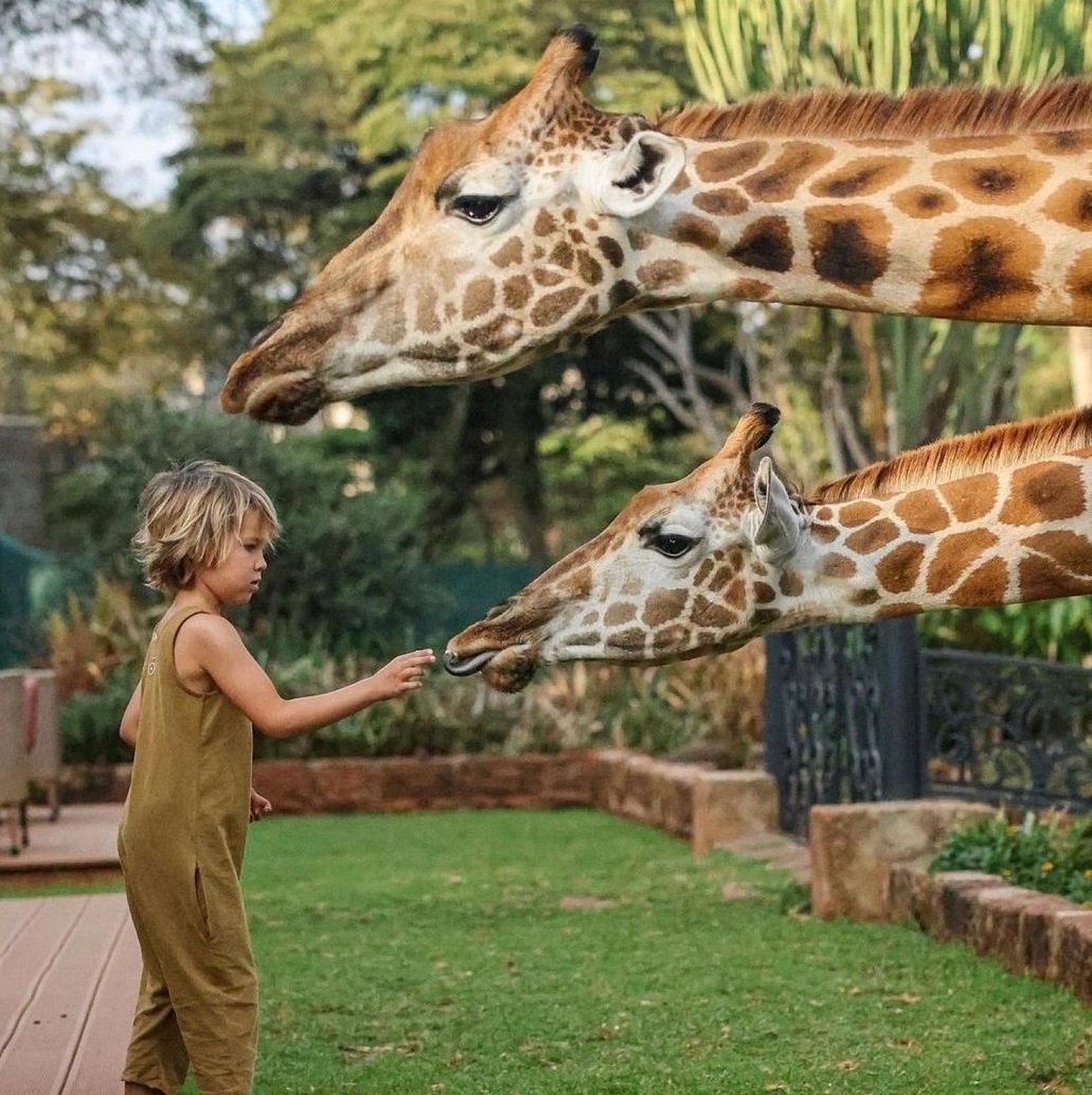 Khách sạn hươu cao cổ ở Kenya ảnh 6 Khach san huou cao co o Kenya anh 6