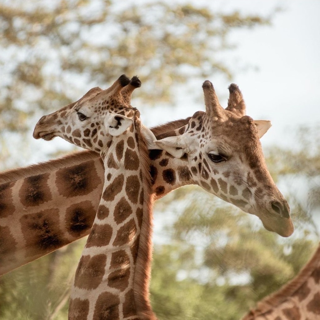 Khách sạn hươu cao cổ ở Kenya ảnh 14 Khach san huou cao co o Kenya anh 14