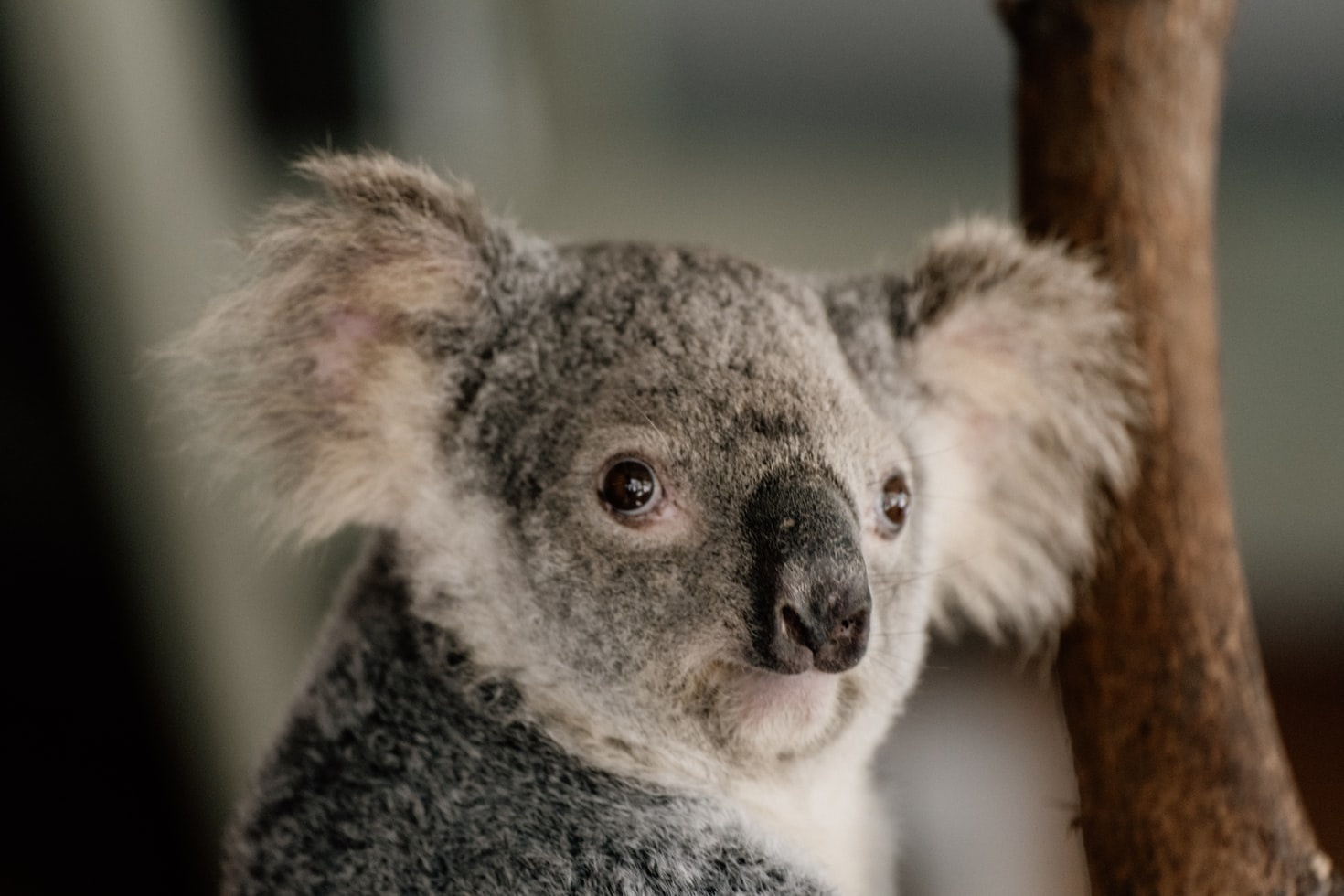 1/3 so gau koala o Australia bien mat trong 3 nam qua hinh anh