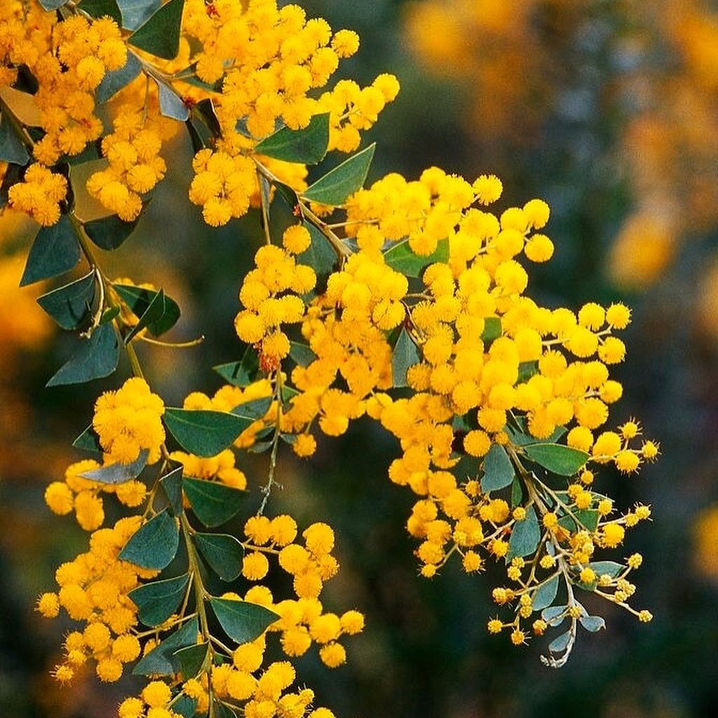 Những mùa hoa cuối năm ở Đà Lạt ảnh 3 Nhung mua hoa cuoi nam o Da Lat anh 3