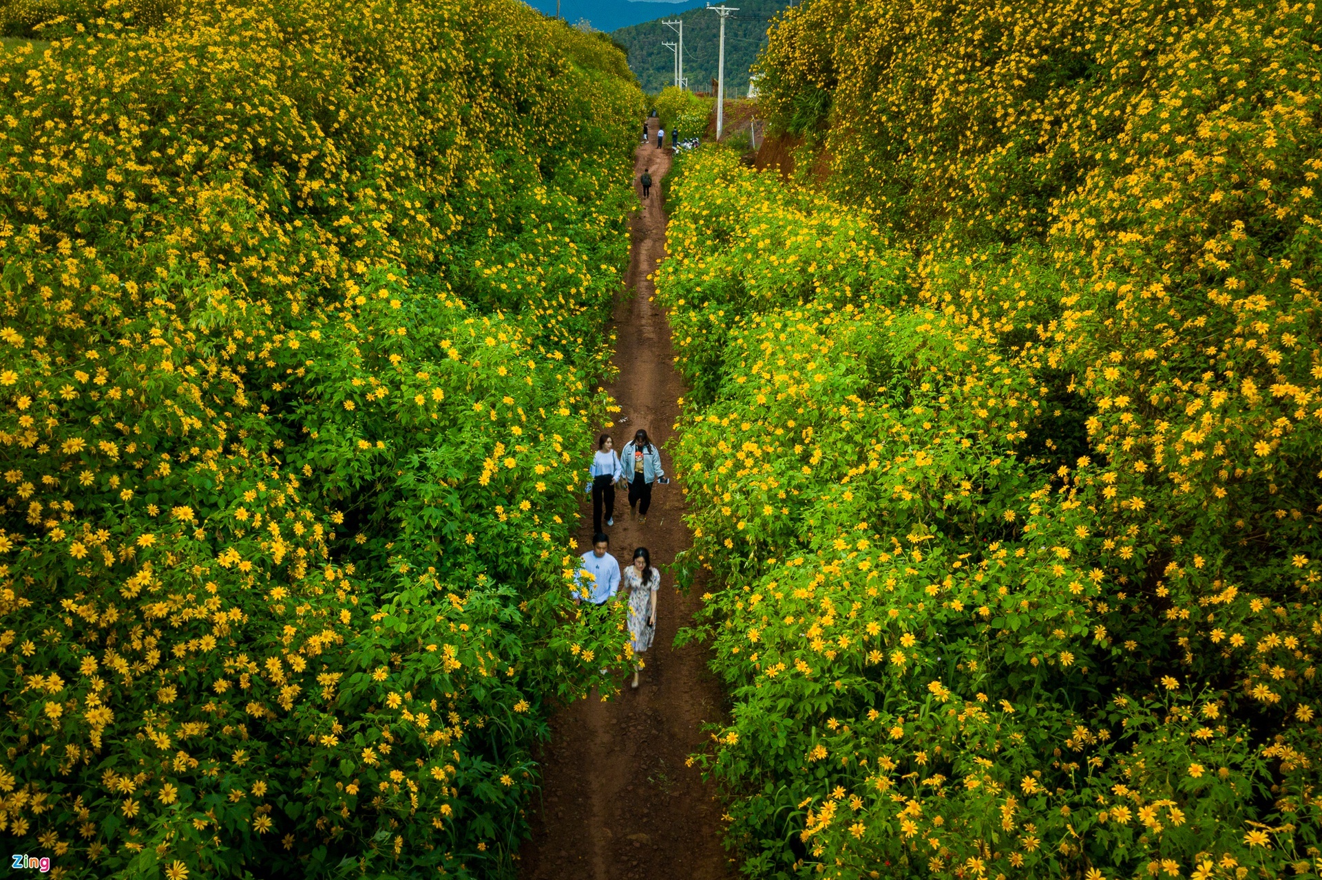 Những mùa hoa cuối năm ở Đà Lạt ảnh 1 Nhung mua hoa cuoi nam o Da Lat anh 1