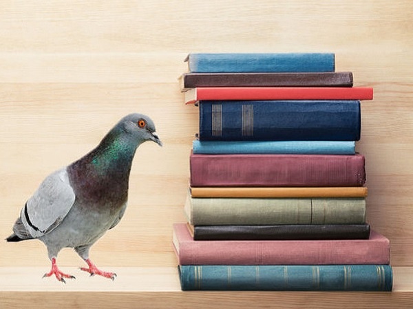 Chim bo cau co the giet nguoi? hinh anh