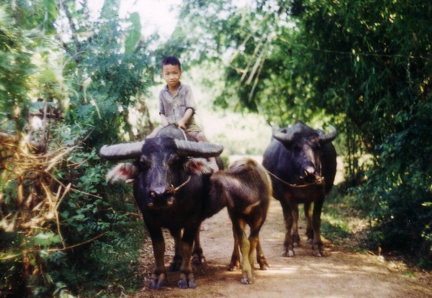 Rừng Đêm ảnh 2 Rung Dem anh 2