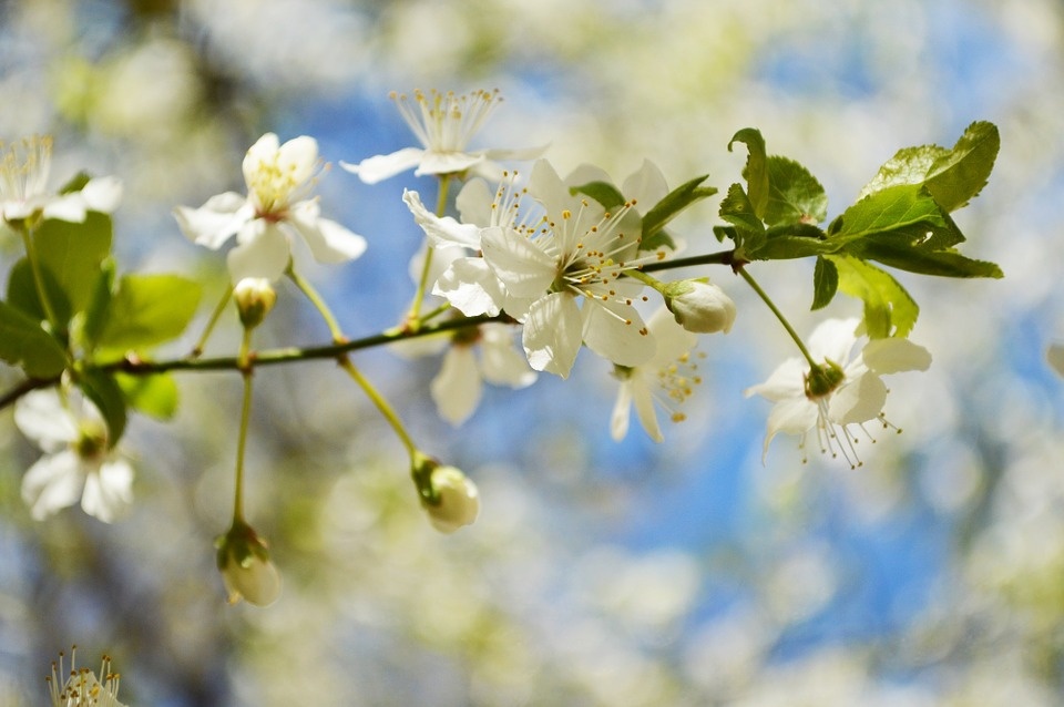 Mua xuan tua tinh nhan thoang hien hinh anh