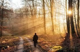 Di ve phia khu rung hinh anh