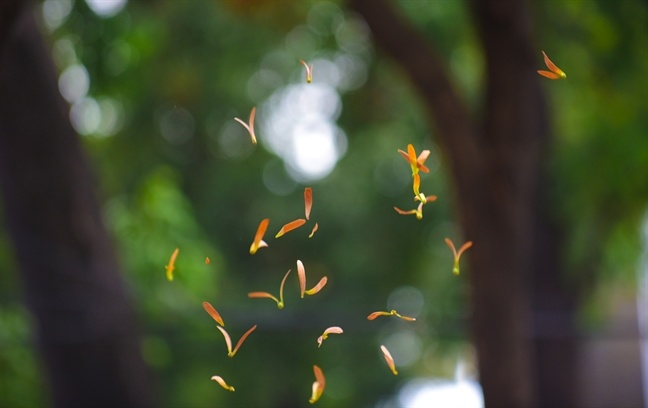 Thanh pho diu em, mua cho nau ve... hinh anh