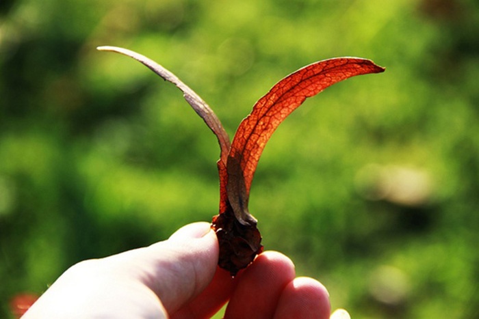 Sai Gon mua cho nau anh 2