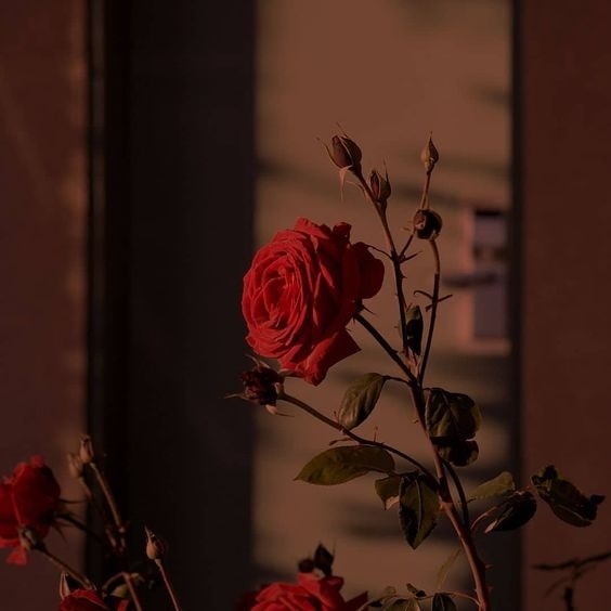 Cham vao nhung dem he hinh anh