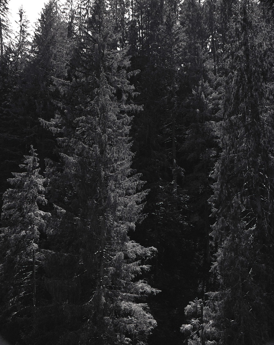 The Living Mountain anh 6