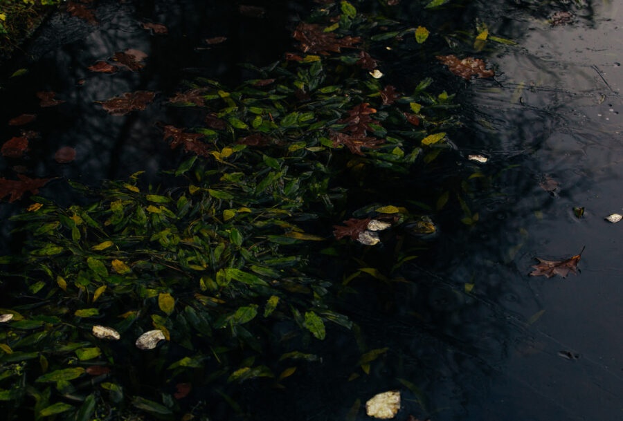 A Voice Above The Linn anh 4