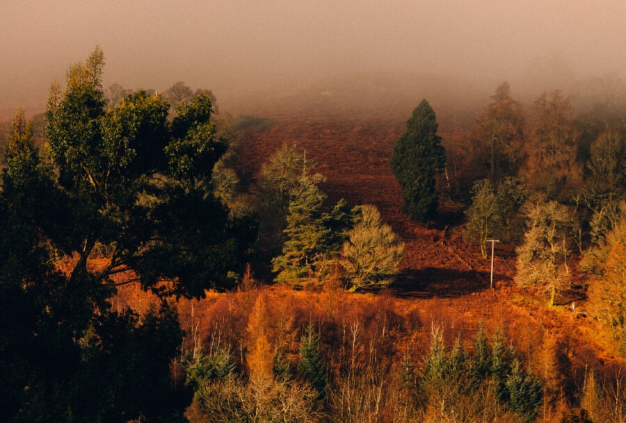 A Voice Above The Linn anh 7