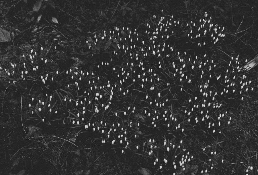 A Voice Above The Linn anh 5