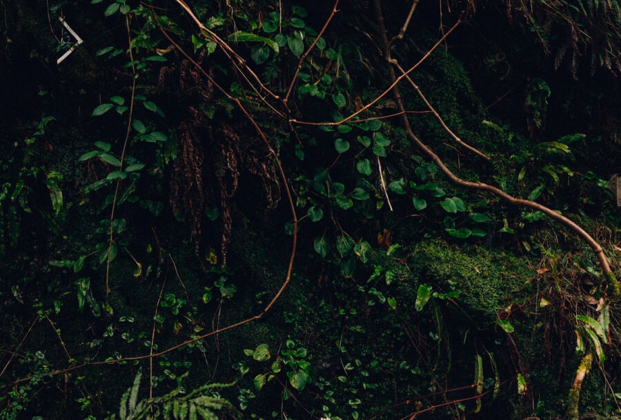 A Voice Above The Linn anh 6