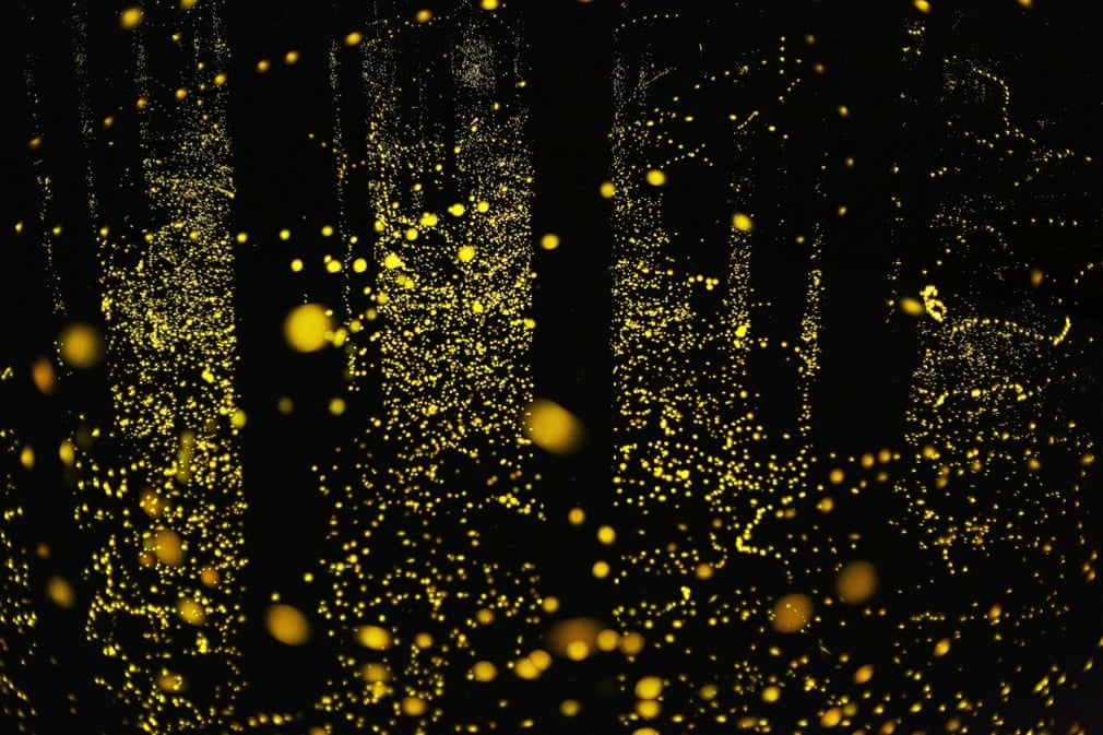 Anh sang huyen ao trong mua dom dom o Nhat hinh anh