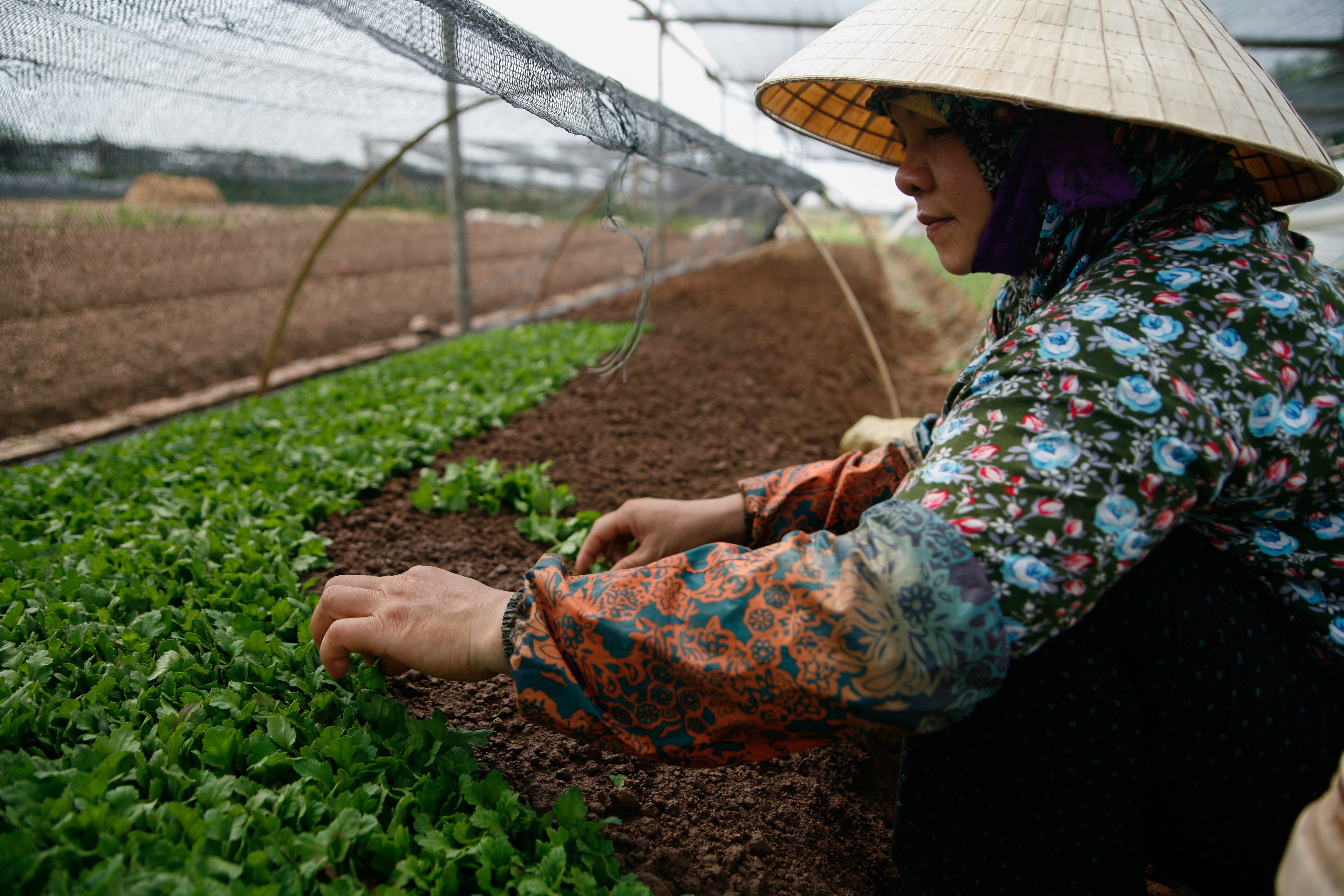 lang hoa Tay Tuu mat mua anh 10