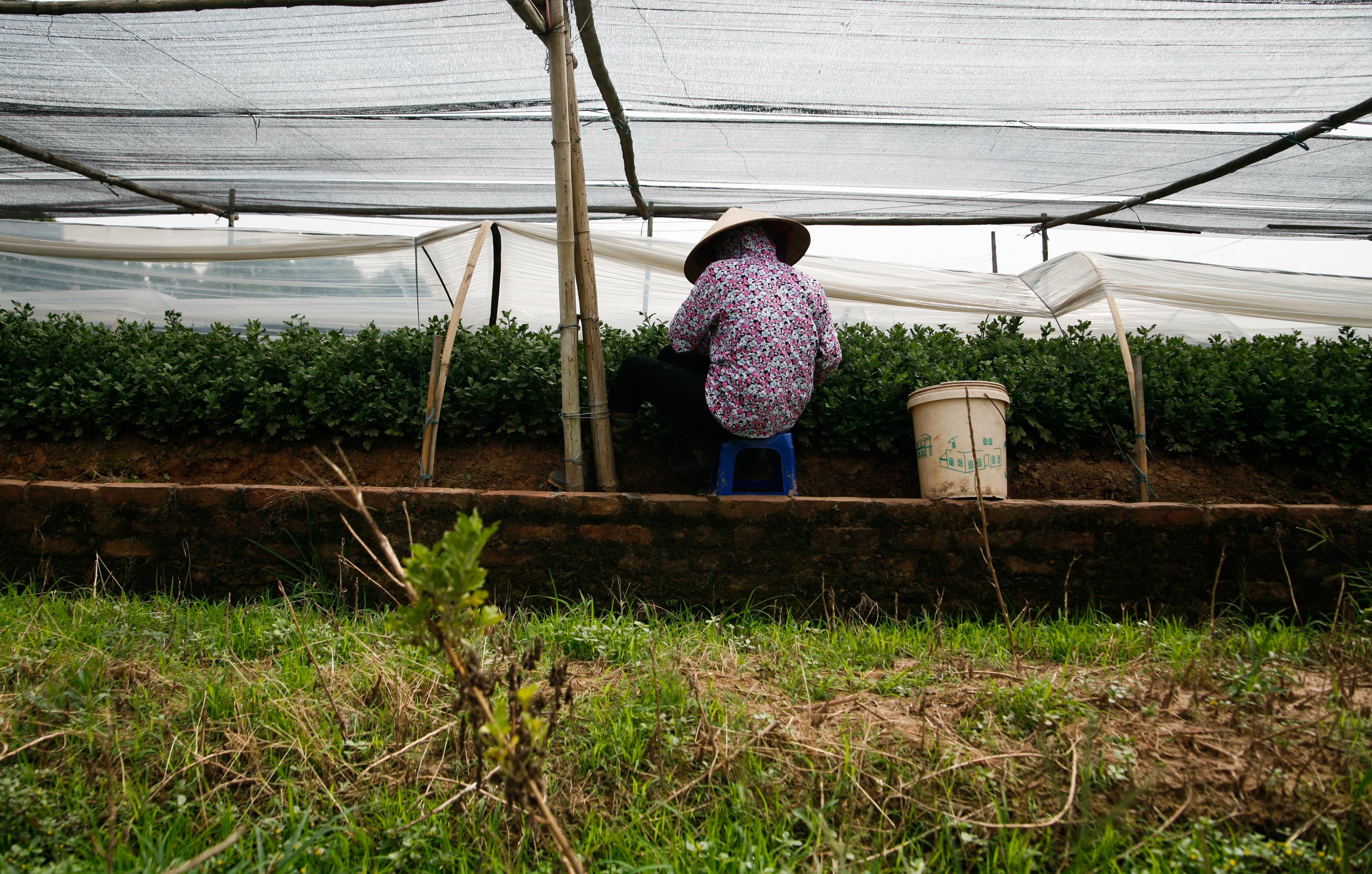 lang hoa Tay Tuu mat mua anh 11