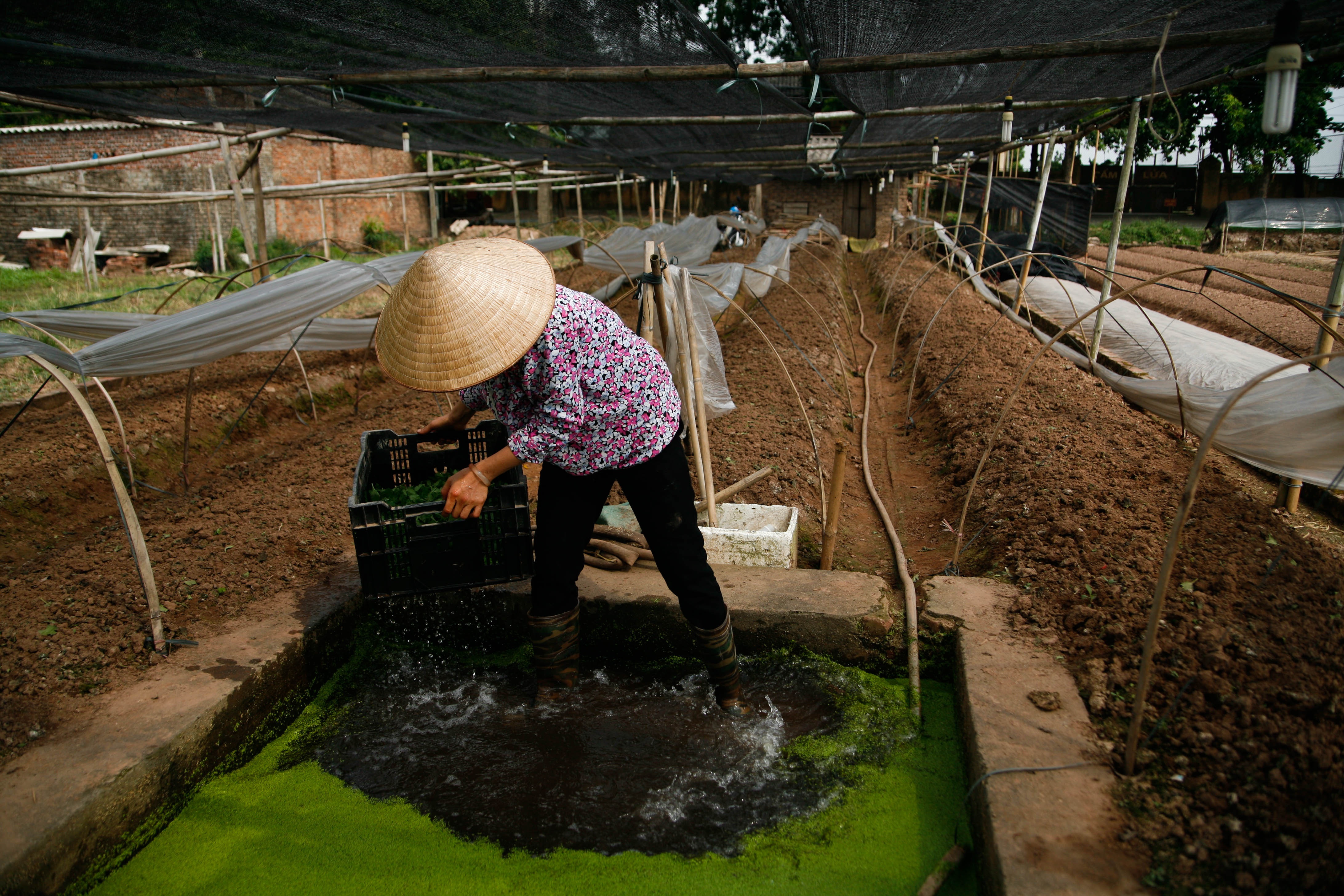 lang hoa Tay Tuu mat mua anh 12