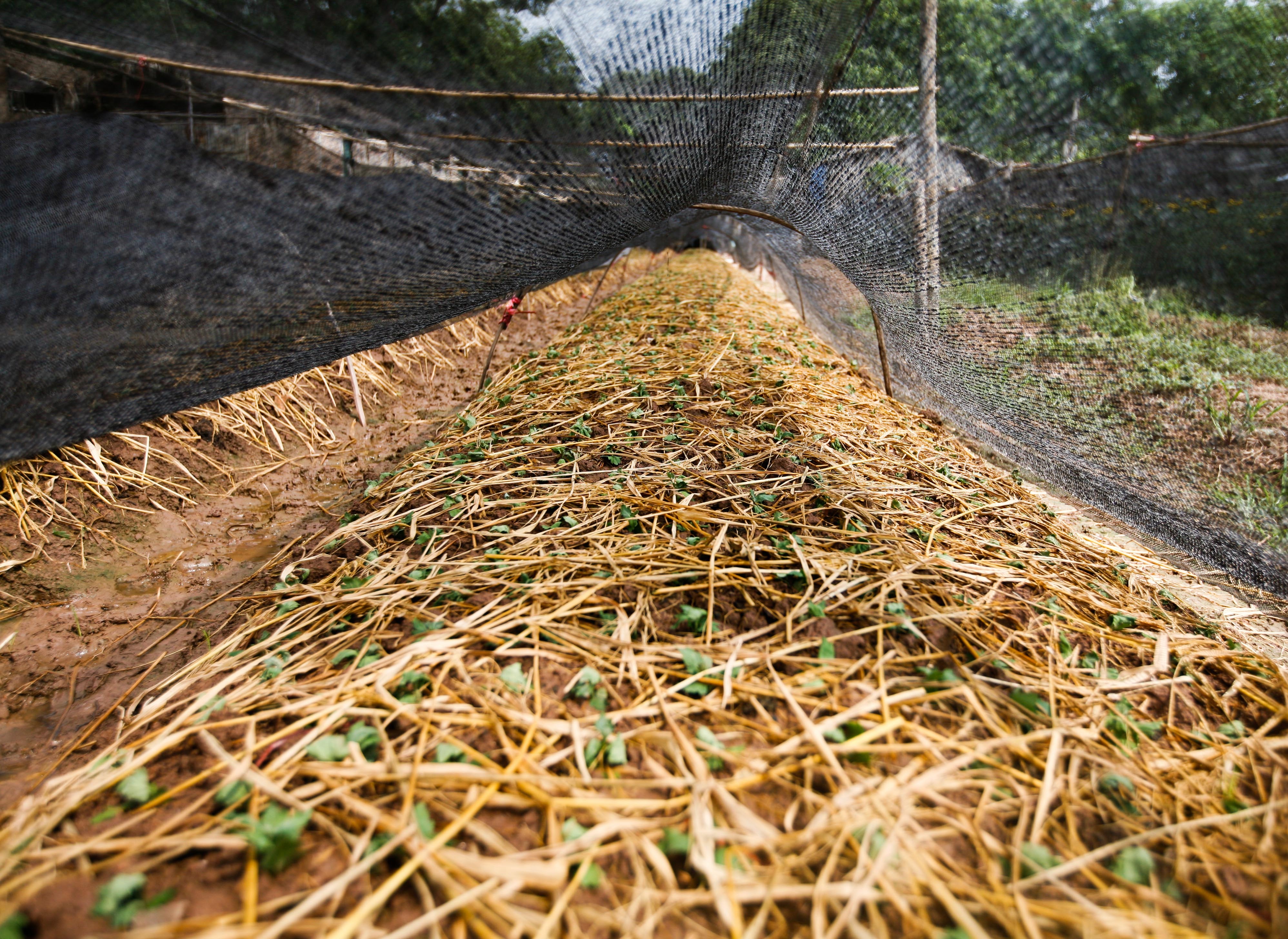 lang hoa Tay Tuu mat mua anh 13