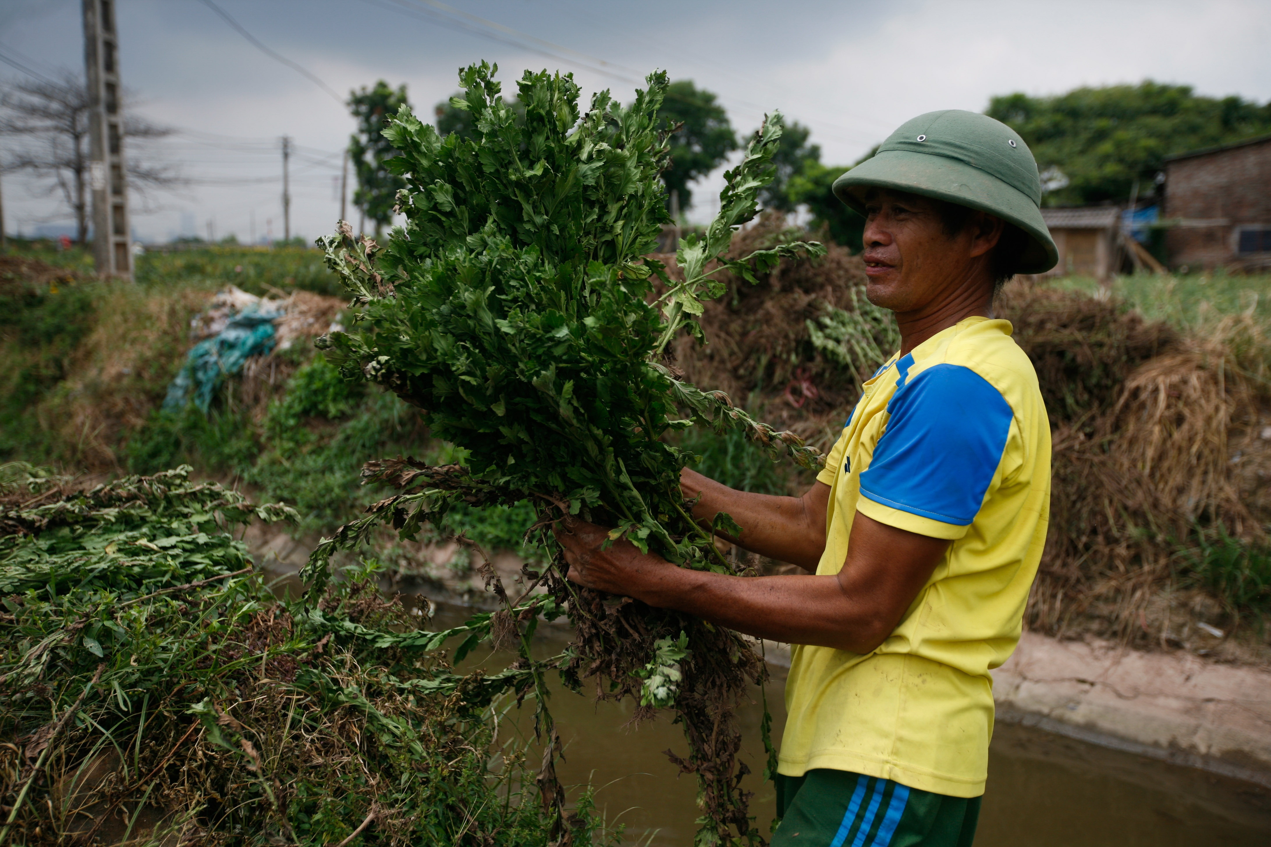 lang hoa Tay Tuu mat mua anh 14