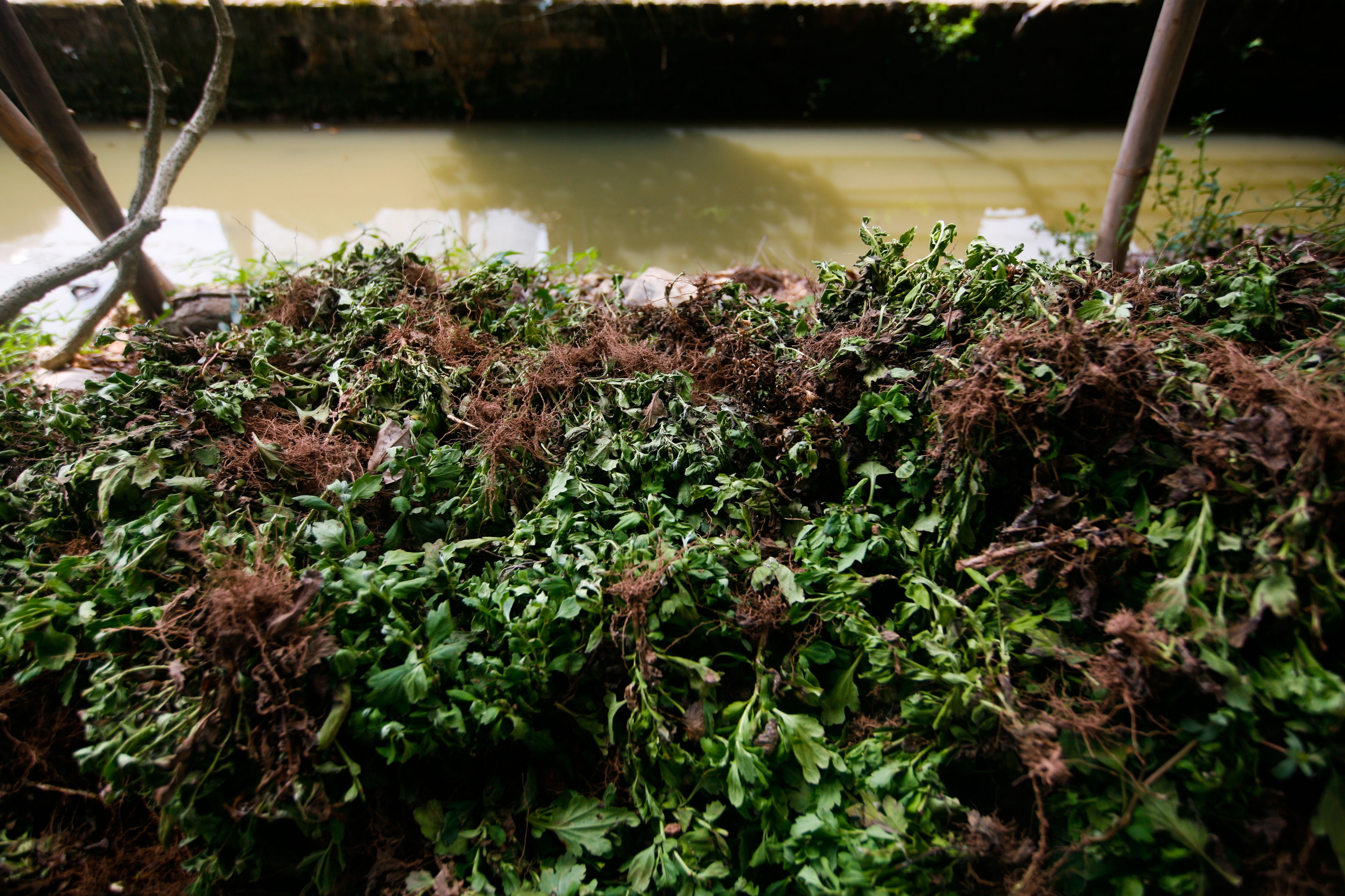 lang hoa Tay Tuu mat mua anh 15