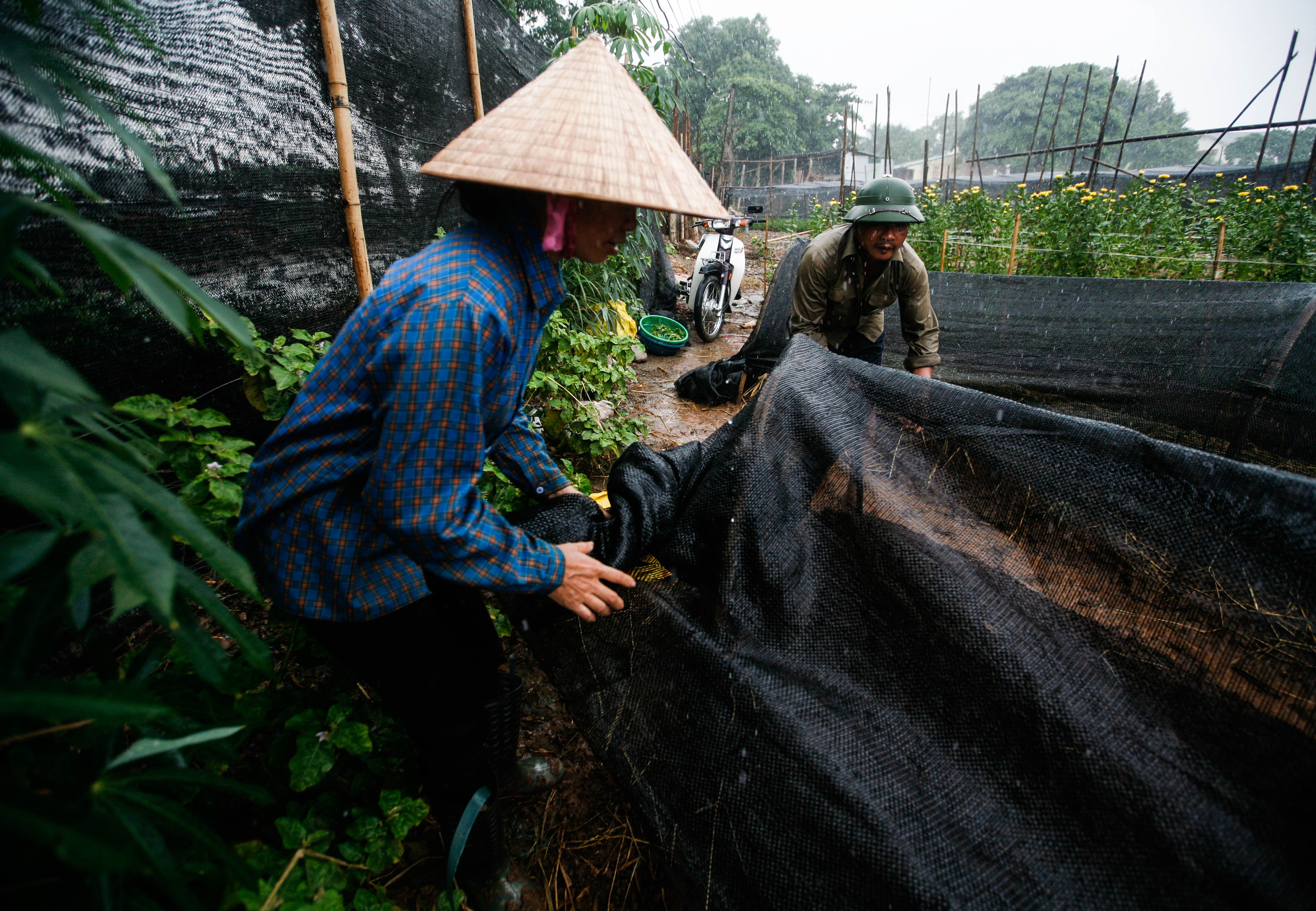 lang hoa Tay Tuu mat mua anh 16