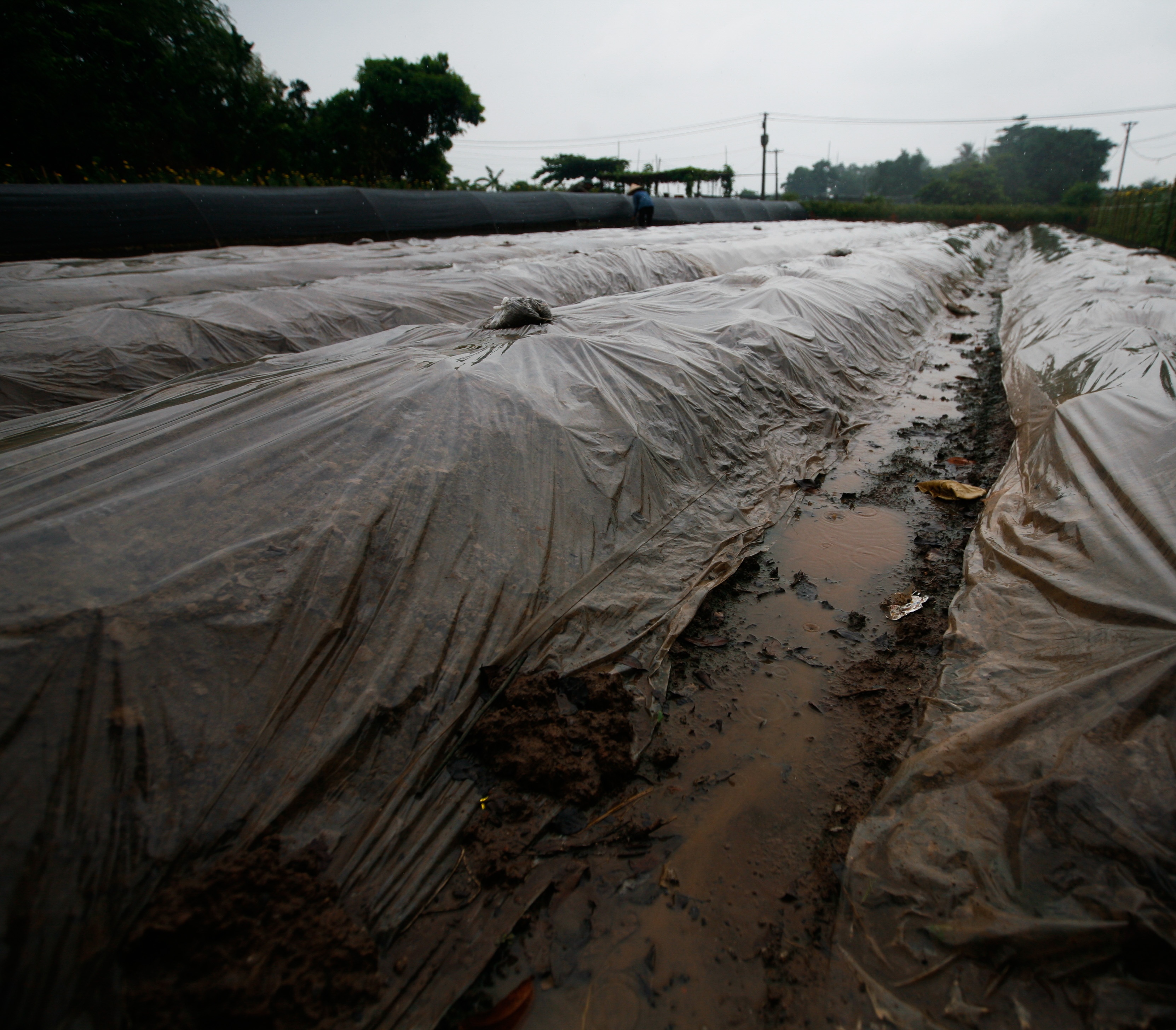 lang hoa Tay Tuu mat mua anh 17
