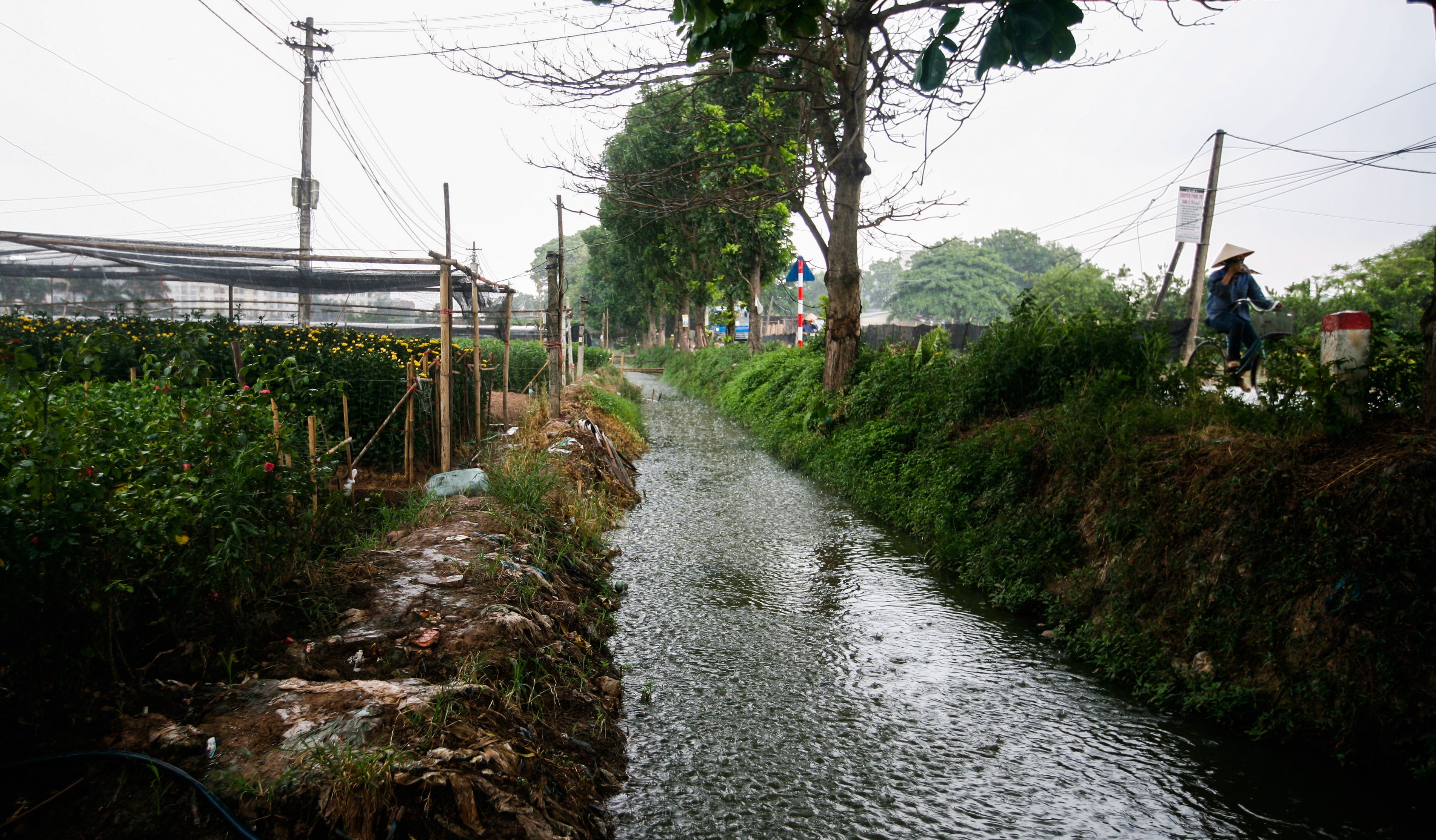 lang hoa Tay Tuu mat mua anh 18