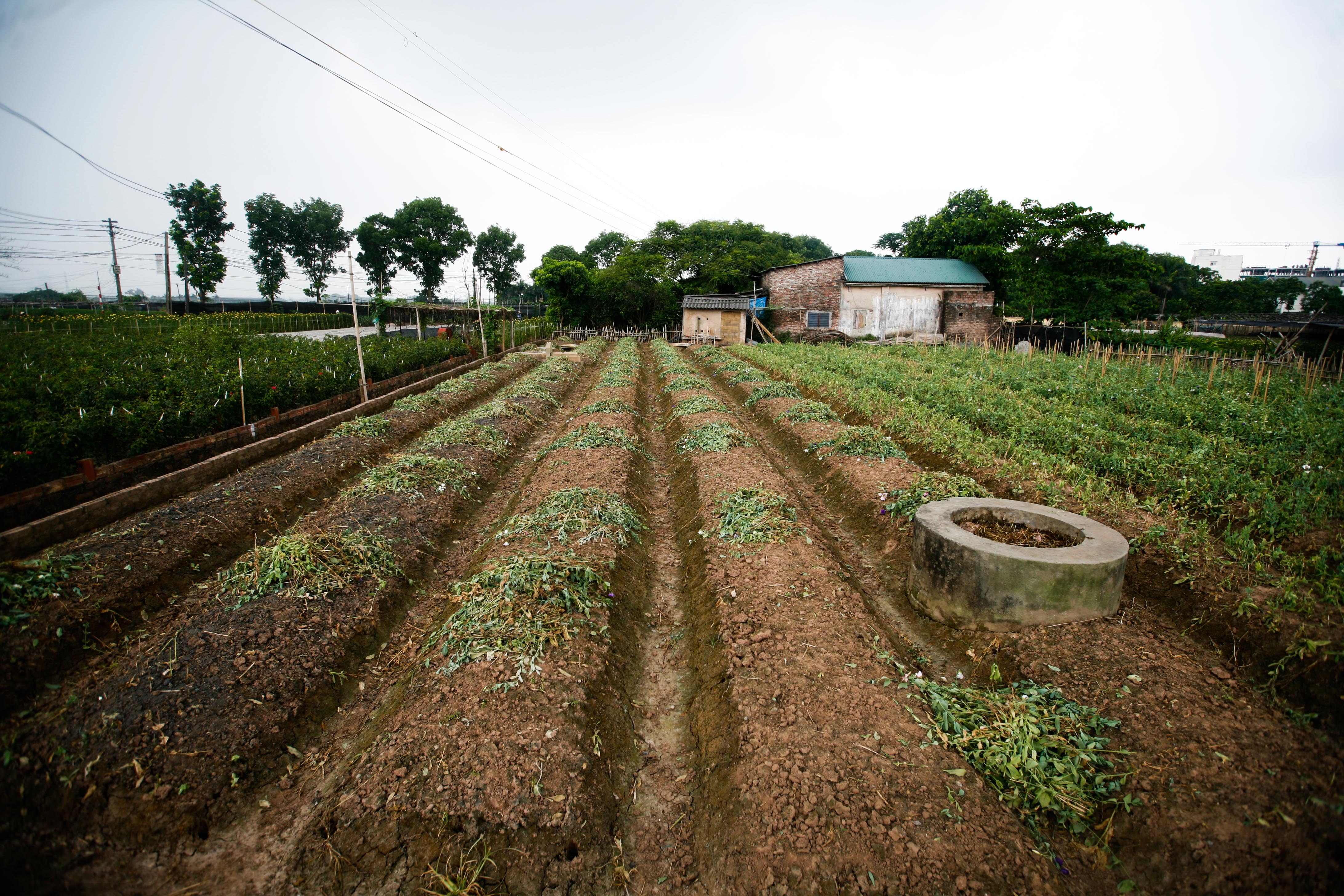 lang hoa Tay Tuu mat mua anh 1