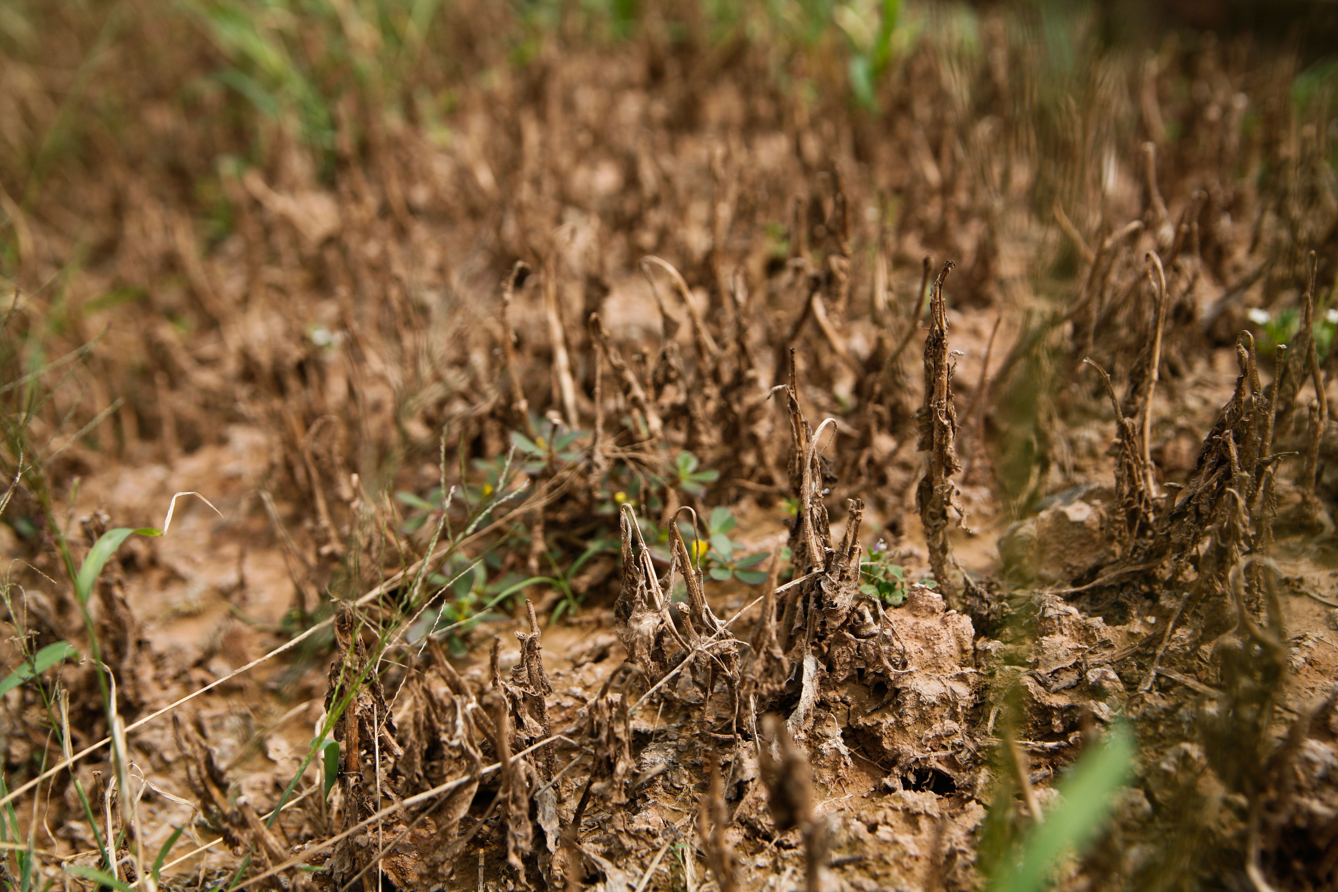 lang hoa Tay Tuu mat mua anh 2