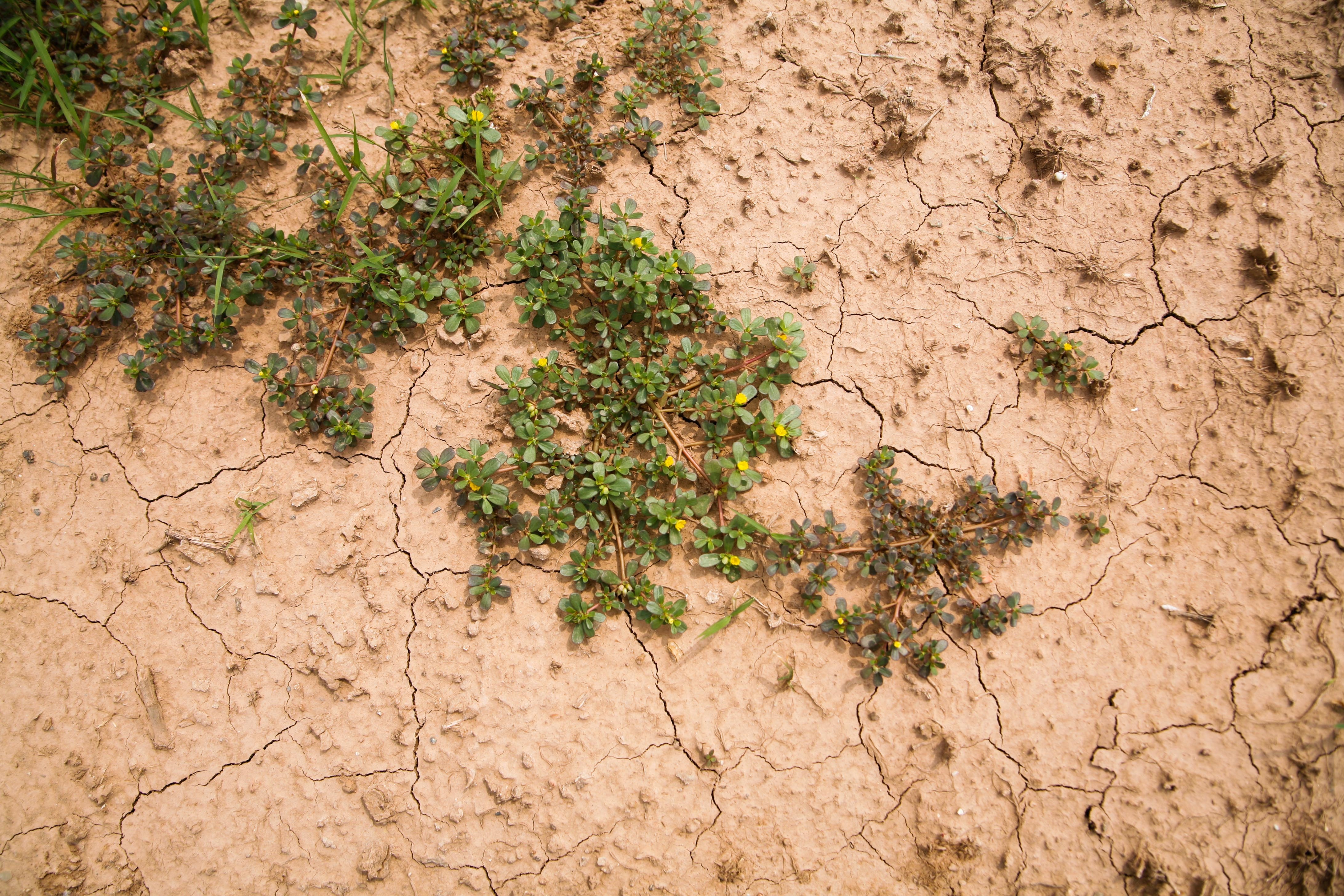 lang hoa Tay Tuu mat mua anh 3