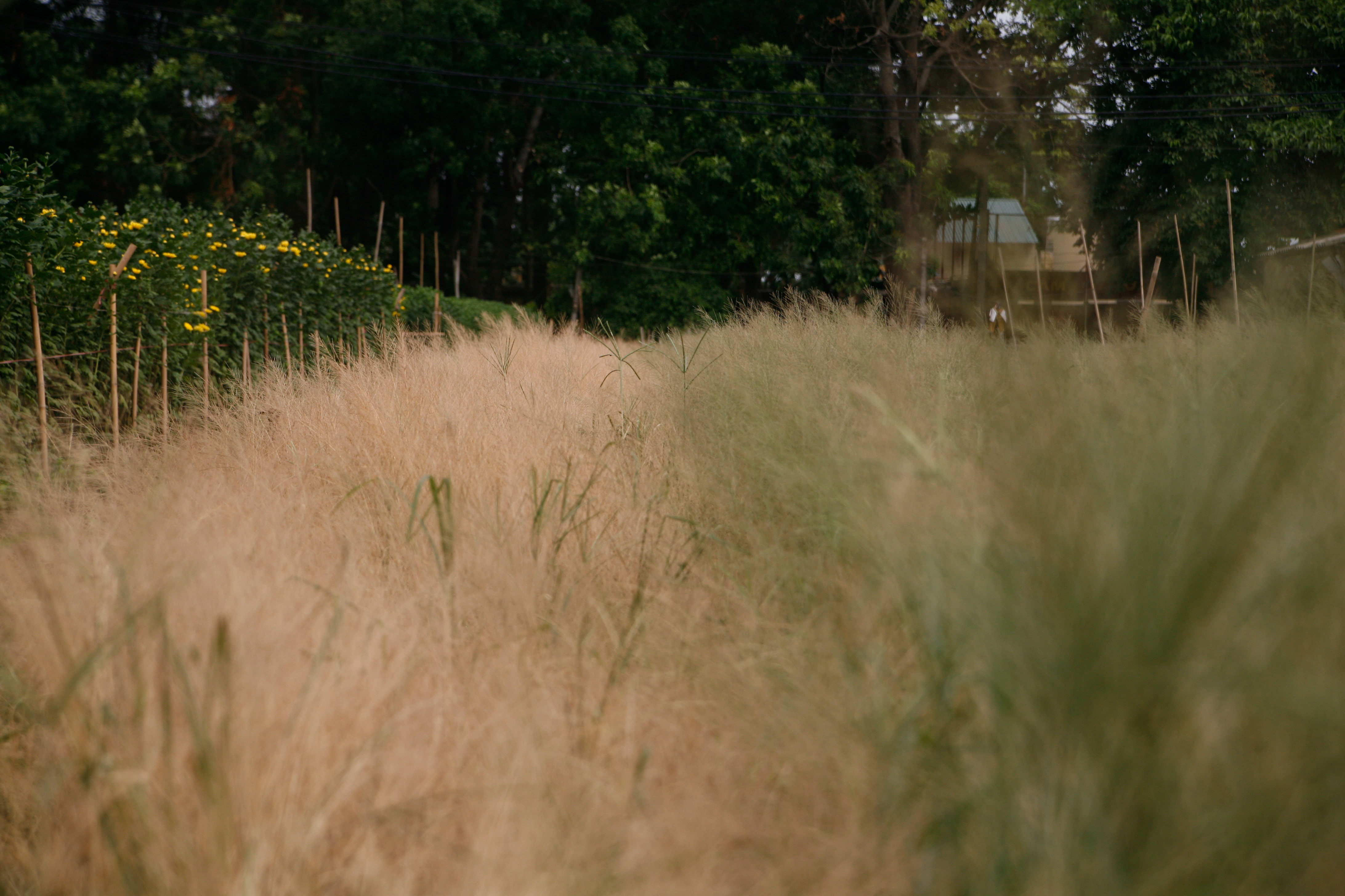 lang hoa Tay Tuu mat mua anh 4