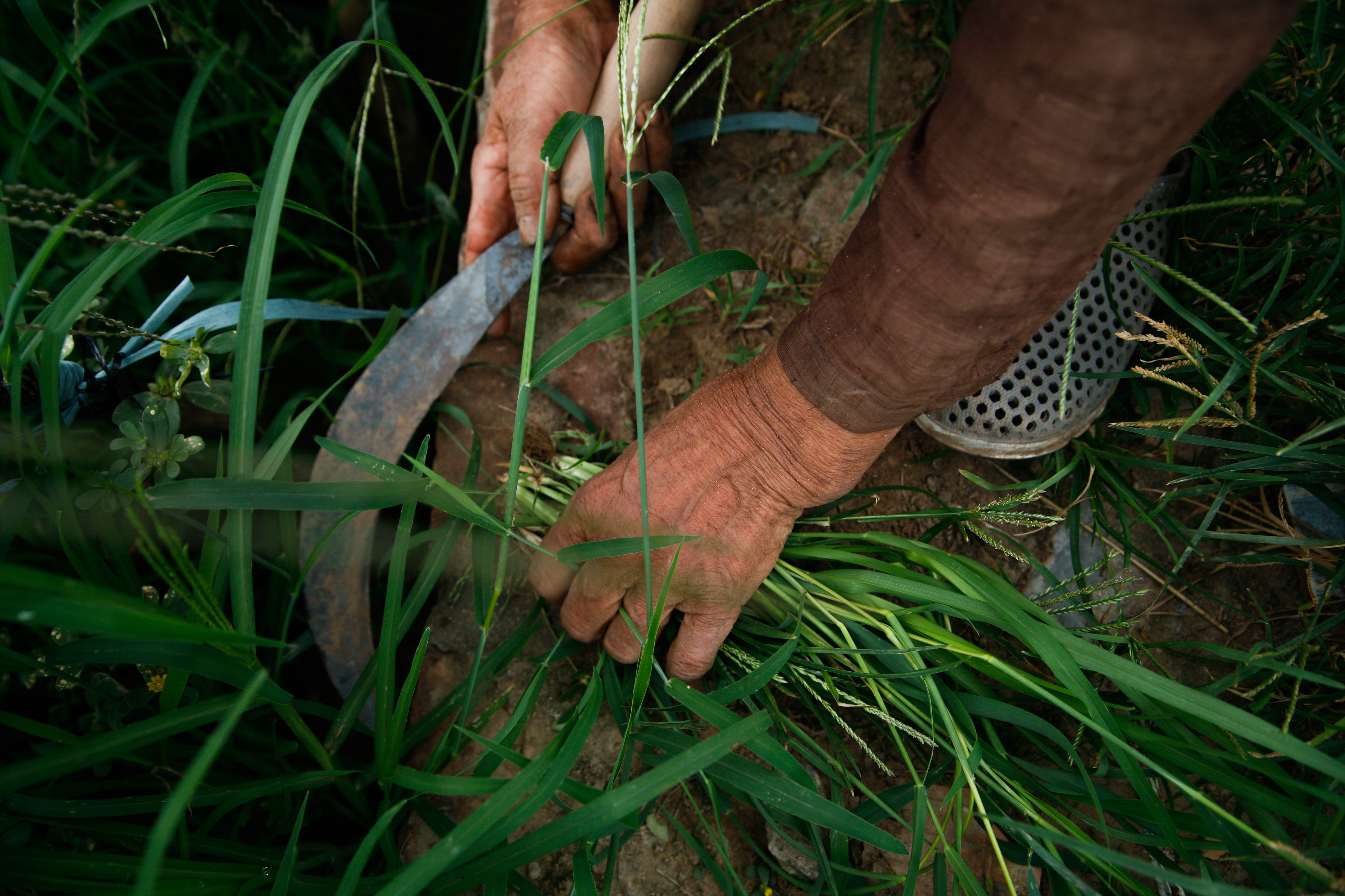 lang hoa Tay Tuu mat mua anh 5