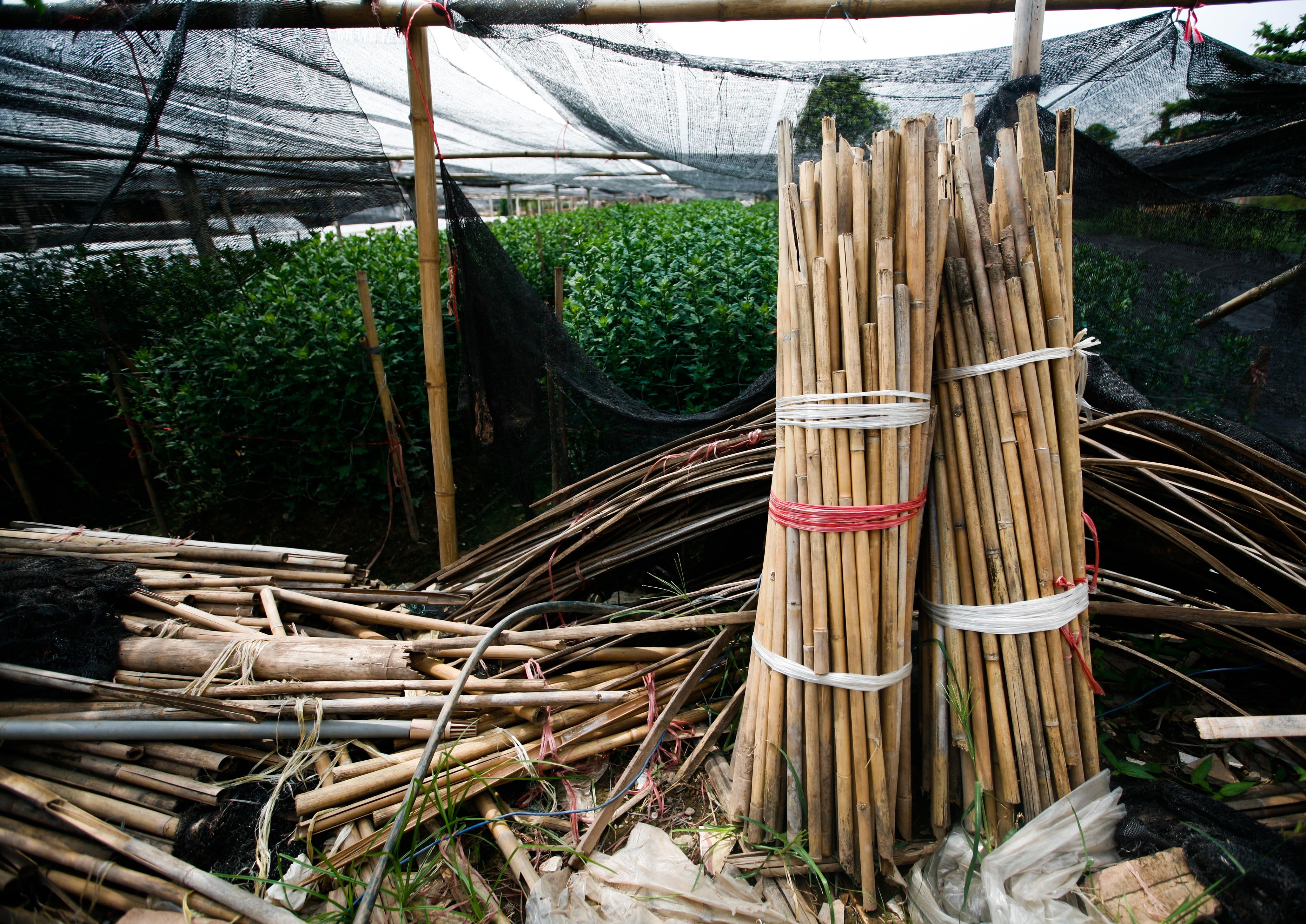 lang hoa Tay Tuu mat mua anh 7