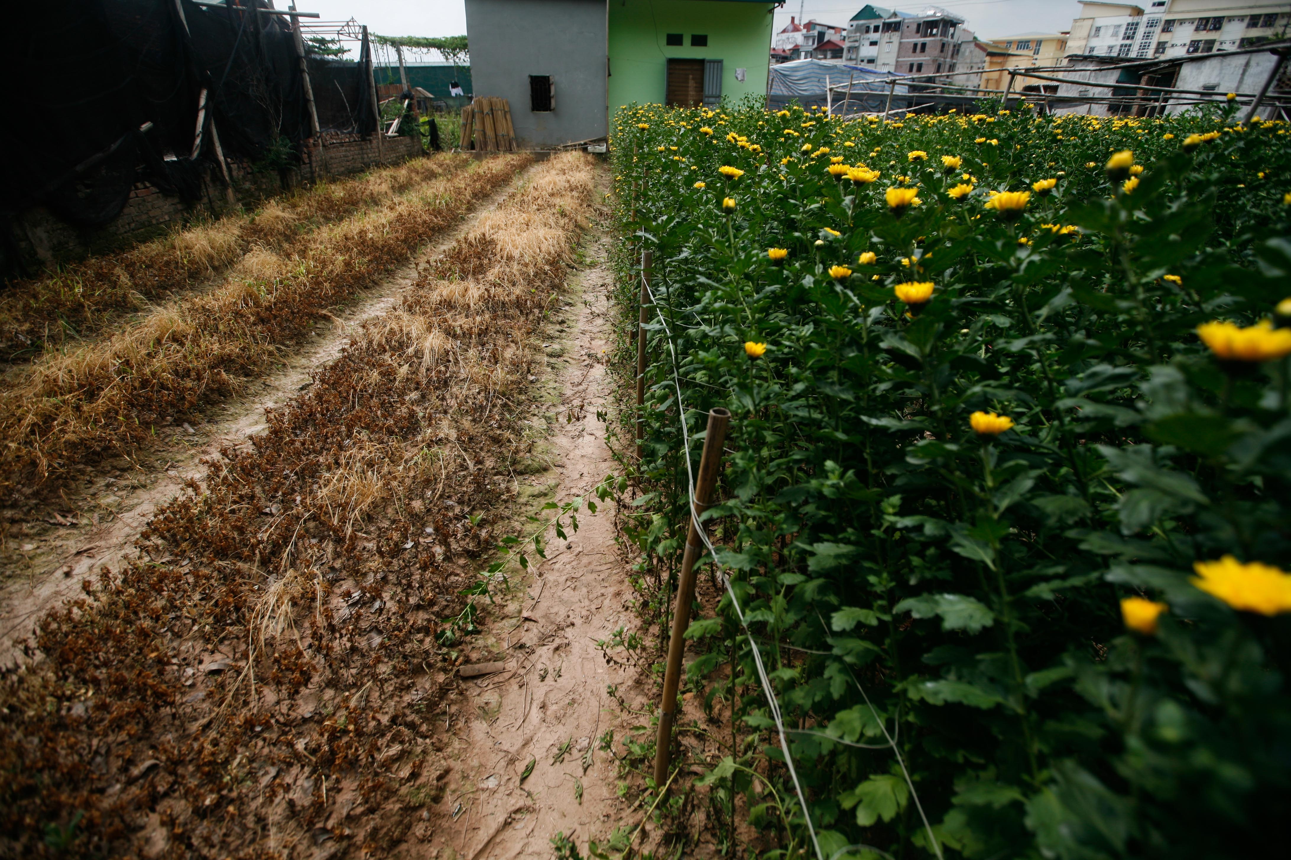 lang hoa Tay Tuu mat mua anh 8