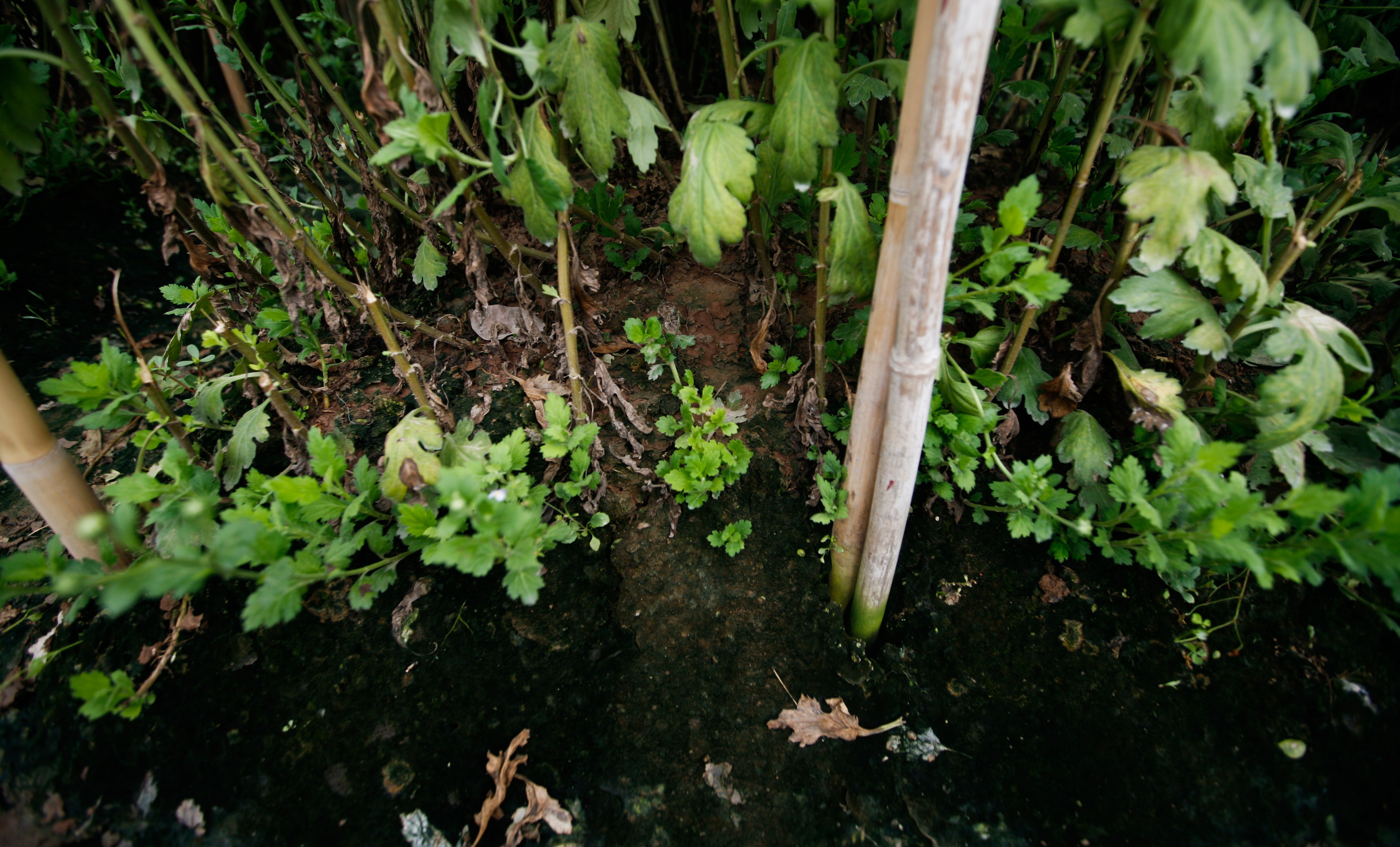 lang hoa Tay Tuu mat mua anh 9