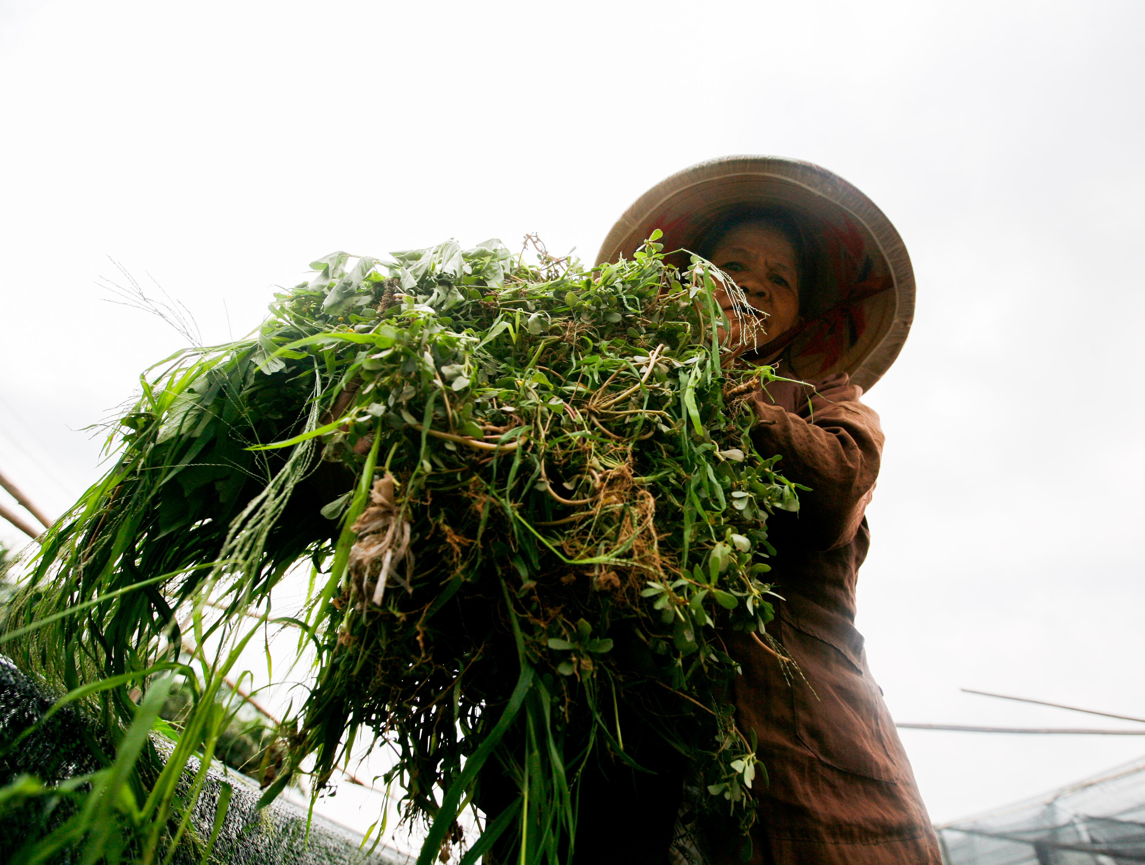 Lang hoa noi tieng Ha Noi lao dao mat mua hinh anh