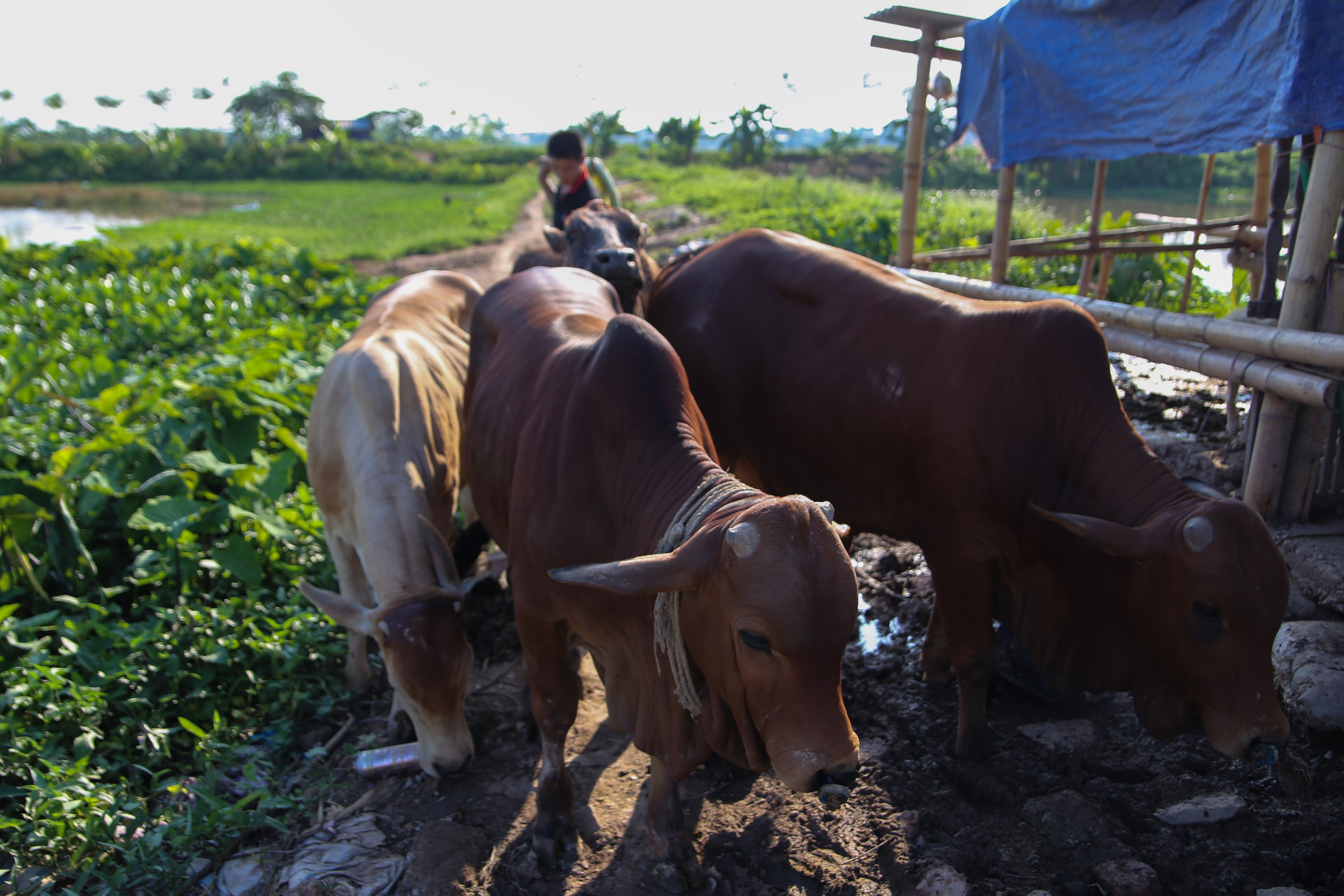 ba me sinh 14 dua con anh 17