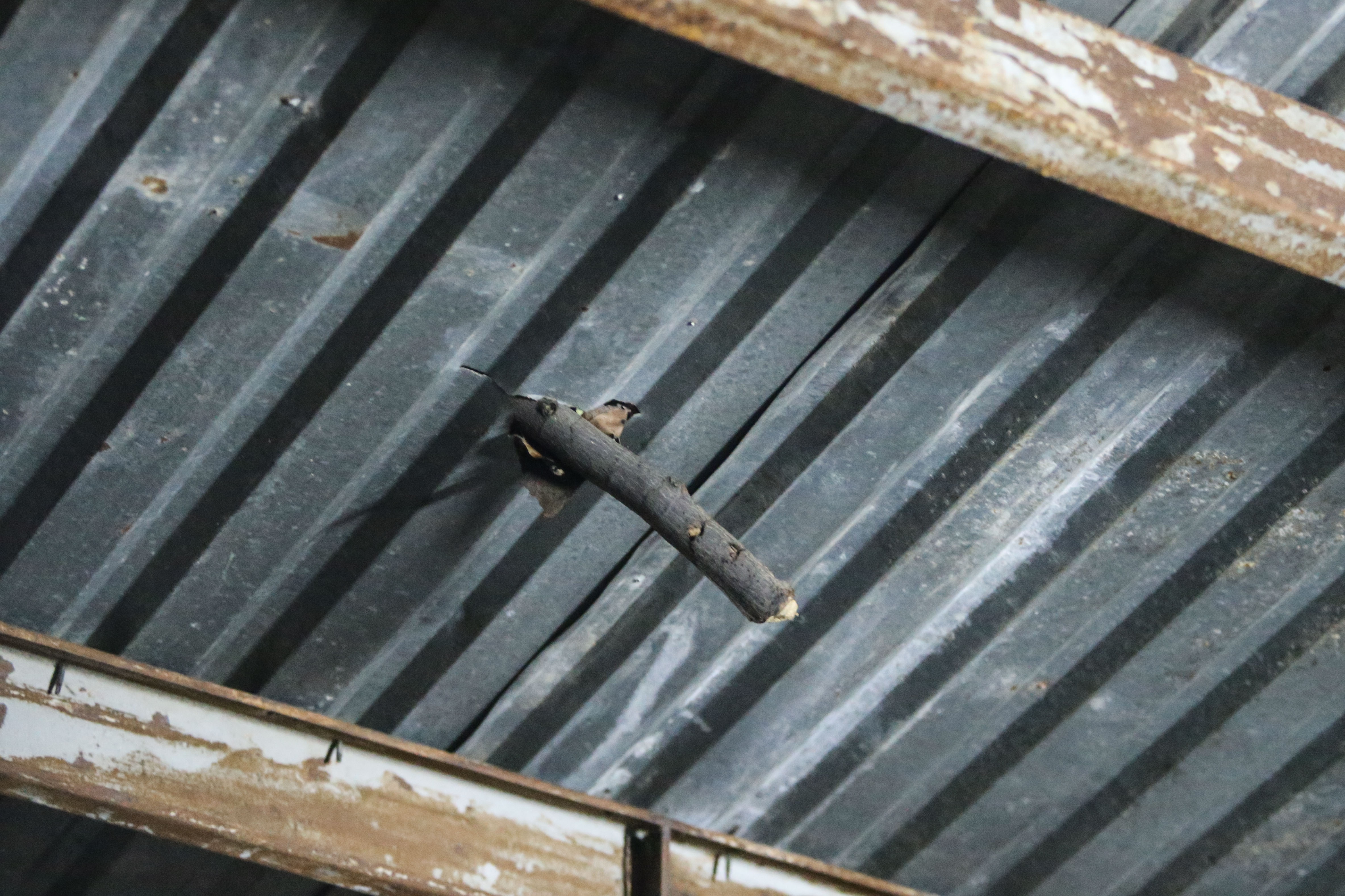 Nha om cay co thu anh 14