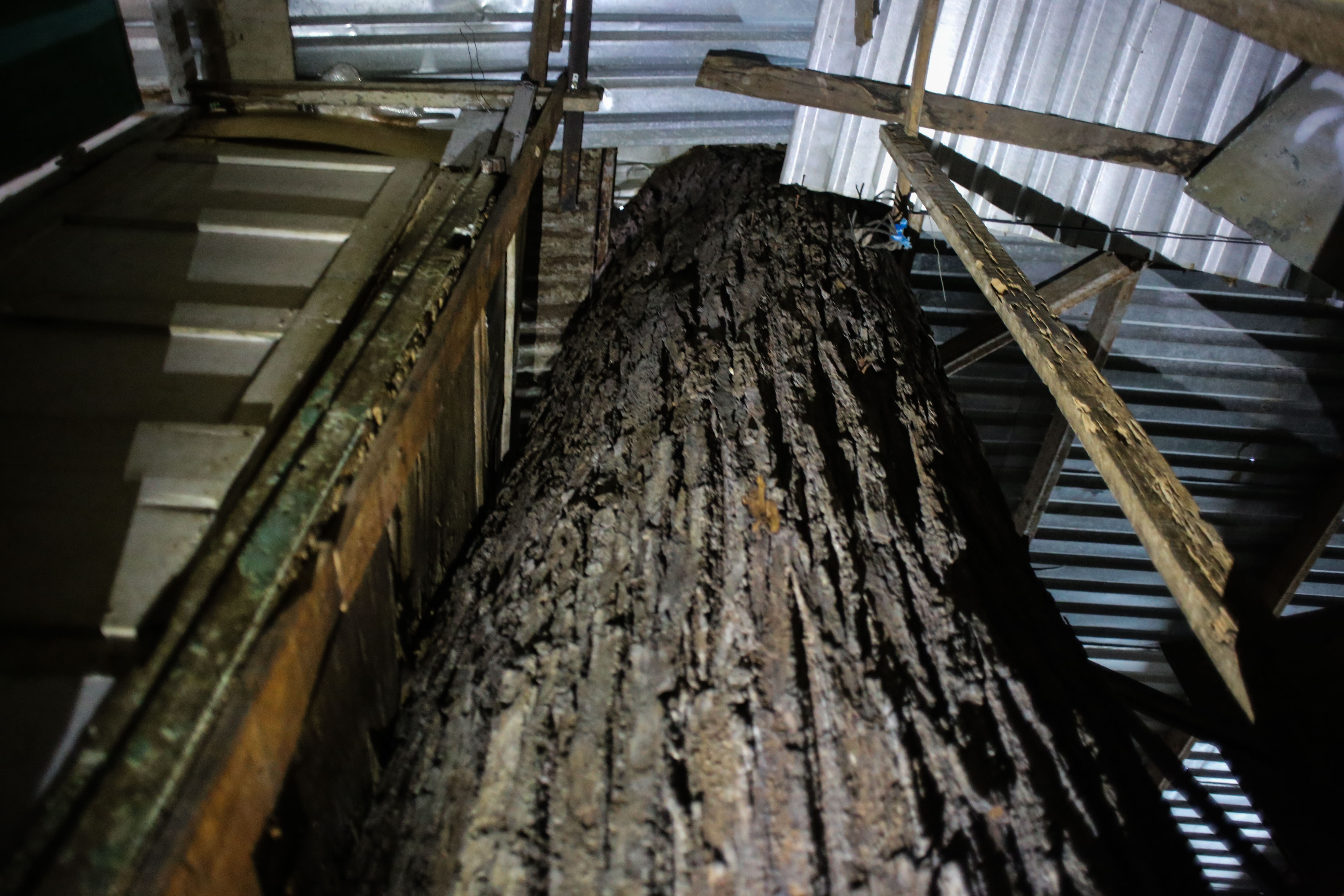 Nhieu cay tram tuoi o Sai Gon bi nhot vao nha hinh anh